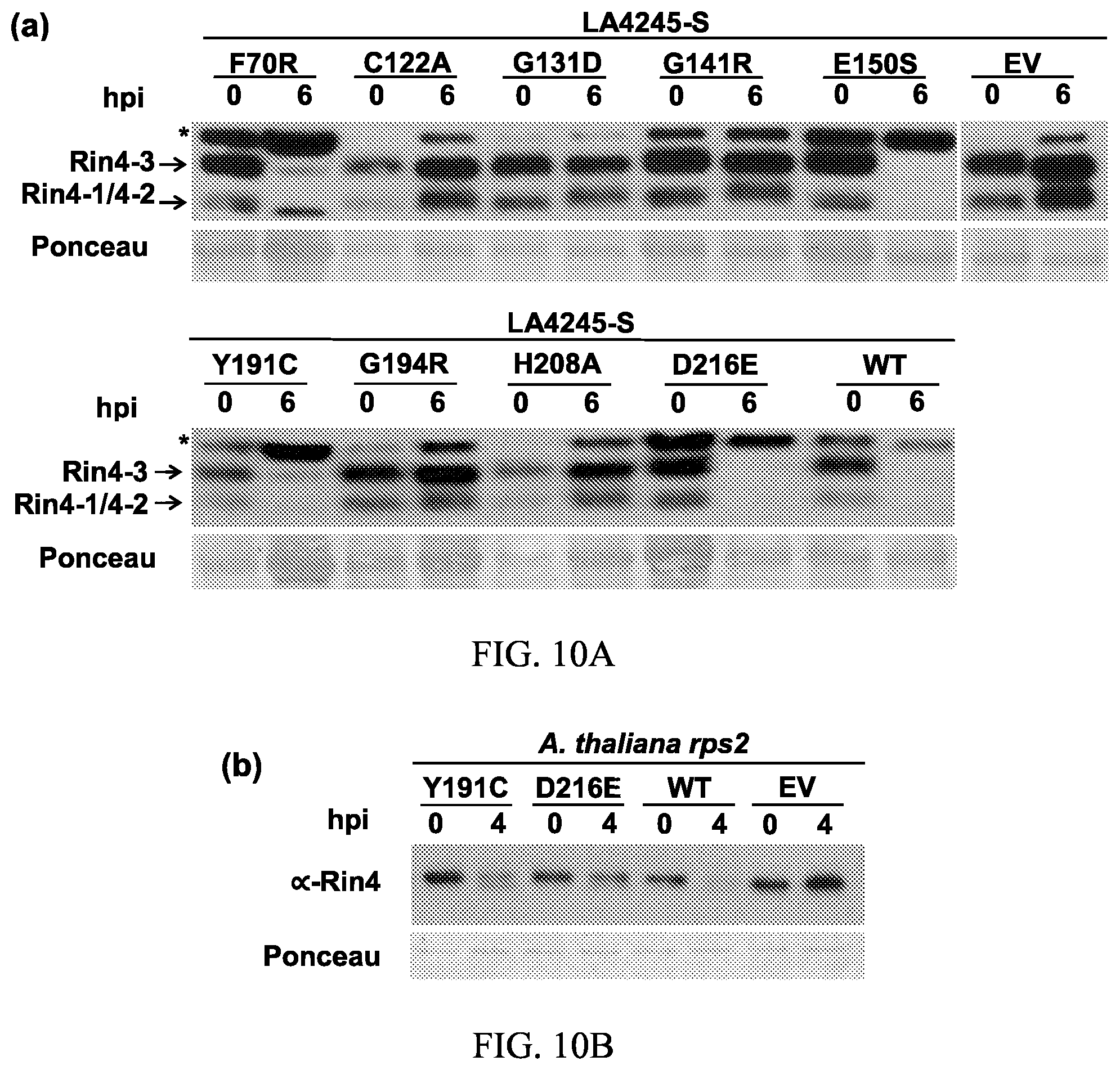 Patent US12157895 Figure 10 – Enhanced disease resistance in plants