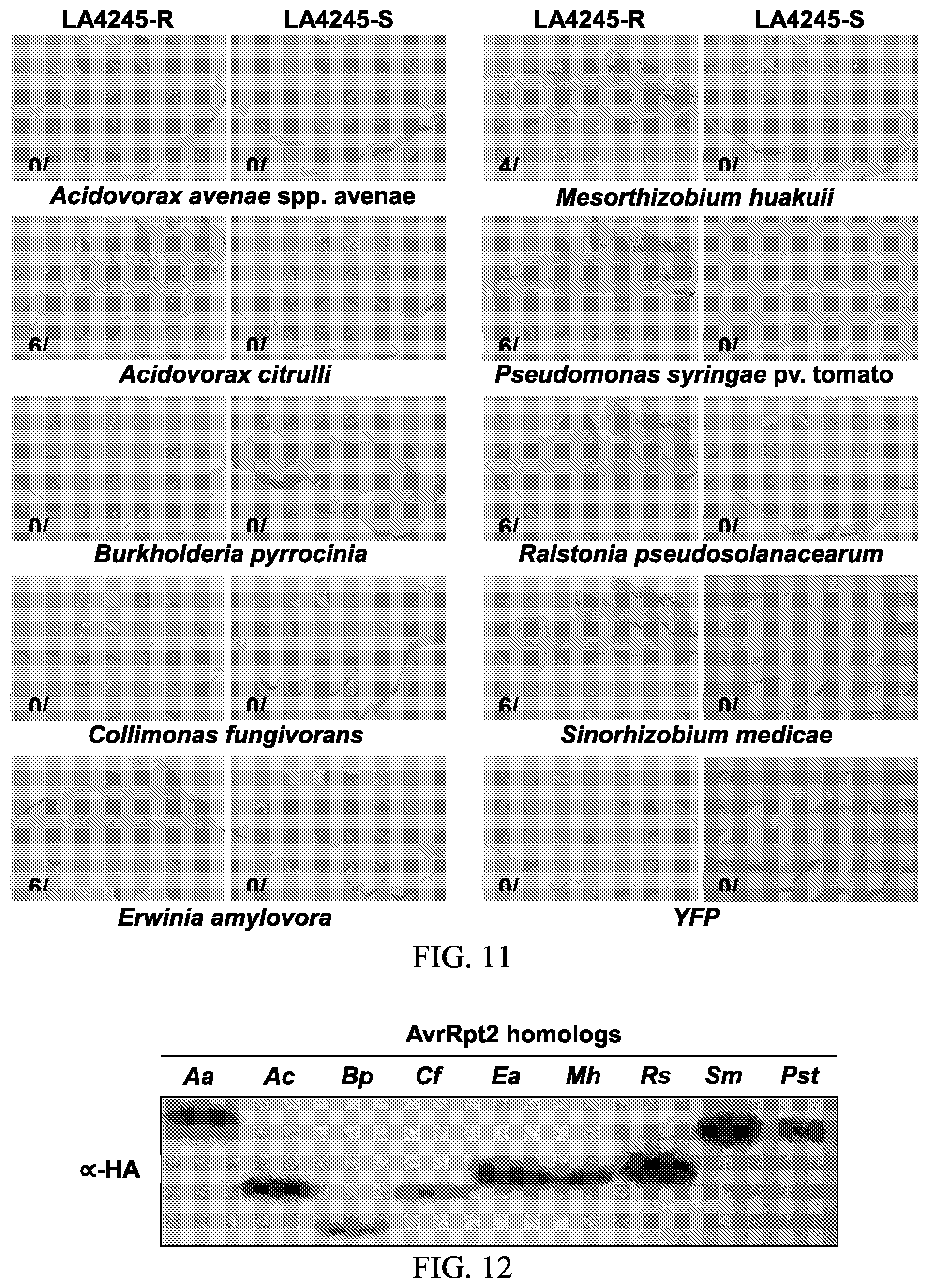 Patent US12157895 Figure 11 – Enhanced disease resistance in plants