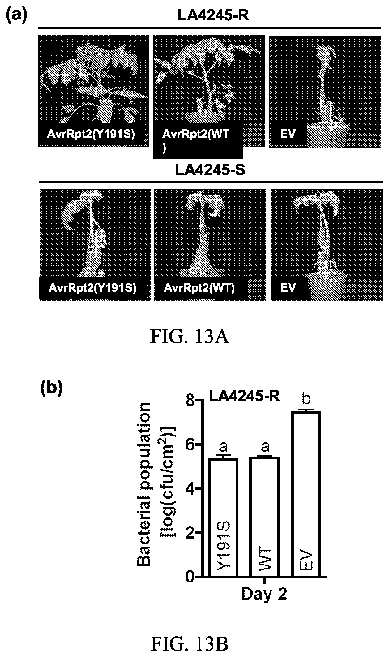 Patent US12157895 Figure 12 – Enhanced disease resistance in plants