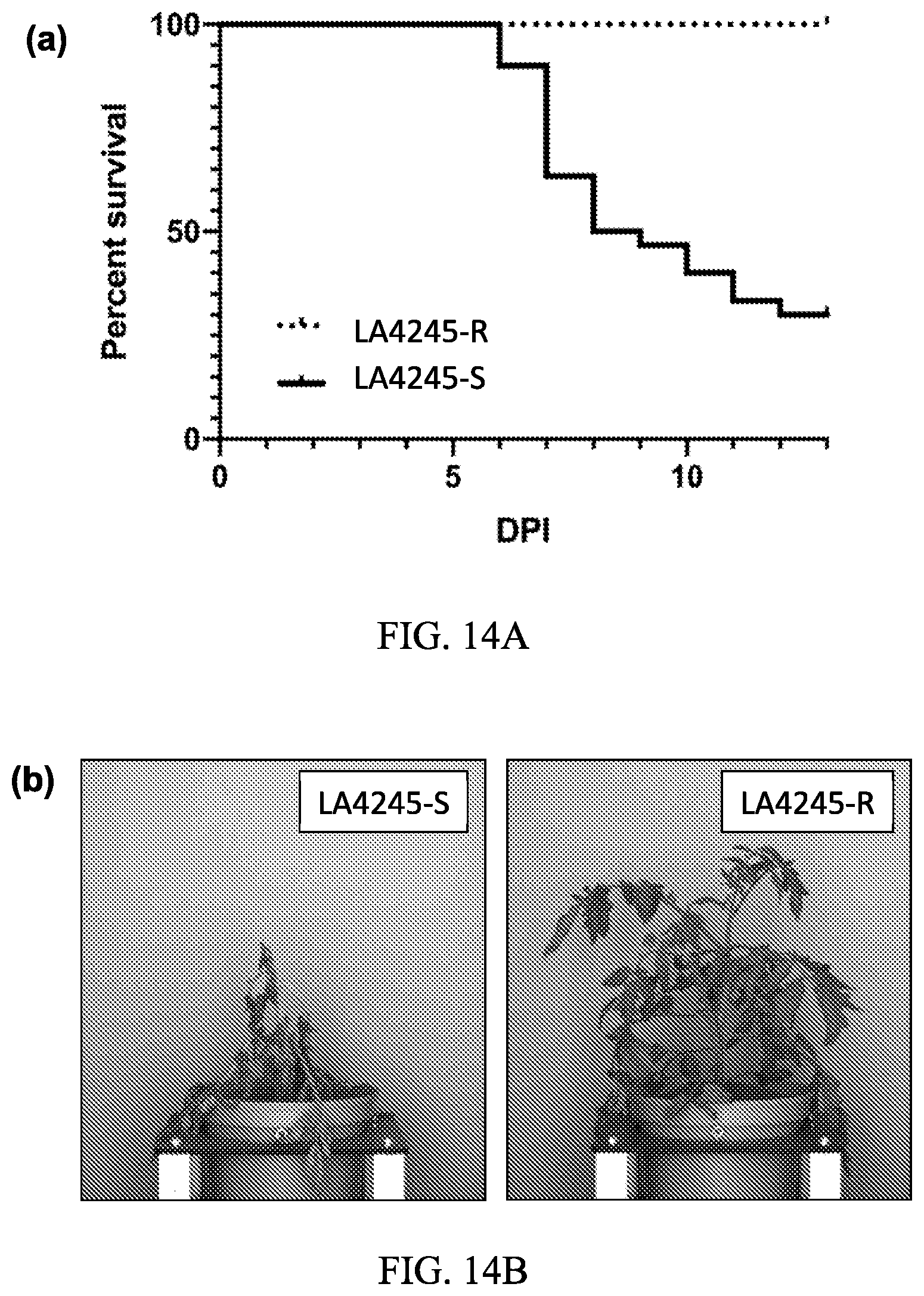 Patent US12157895 Figure 13 – Enhanced disease resistance in plants