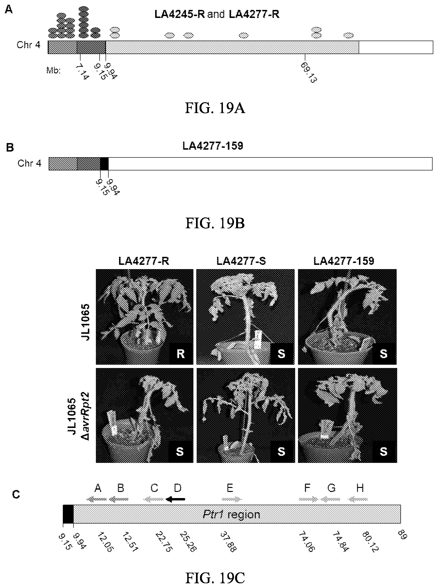 Patent US12157895 Figure 17 – Enhanced disease resistance in plants