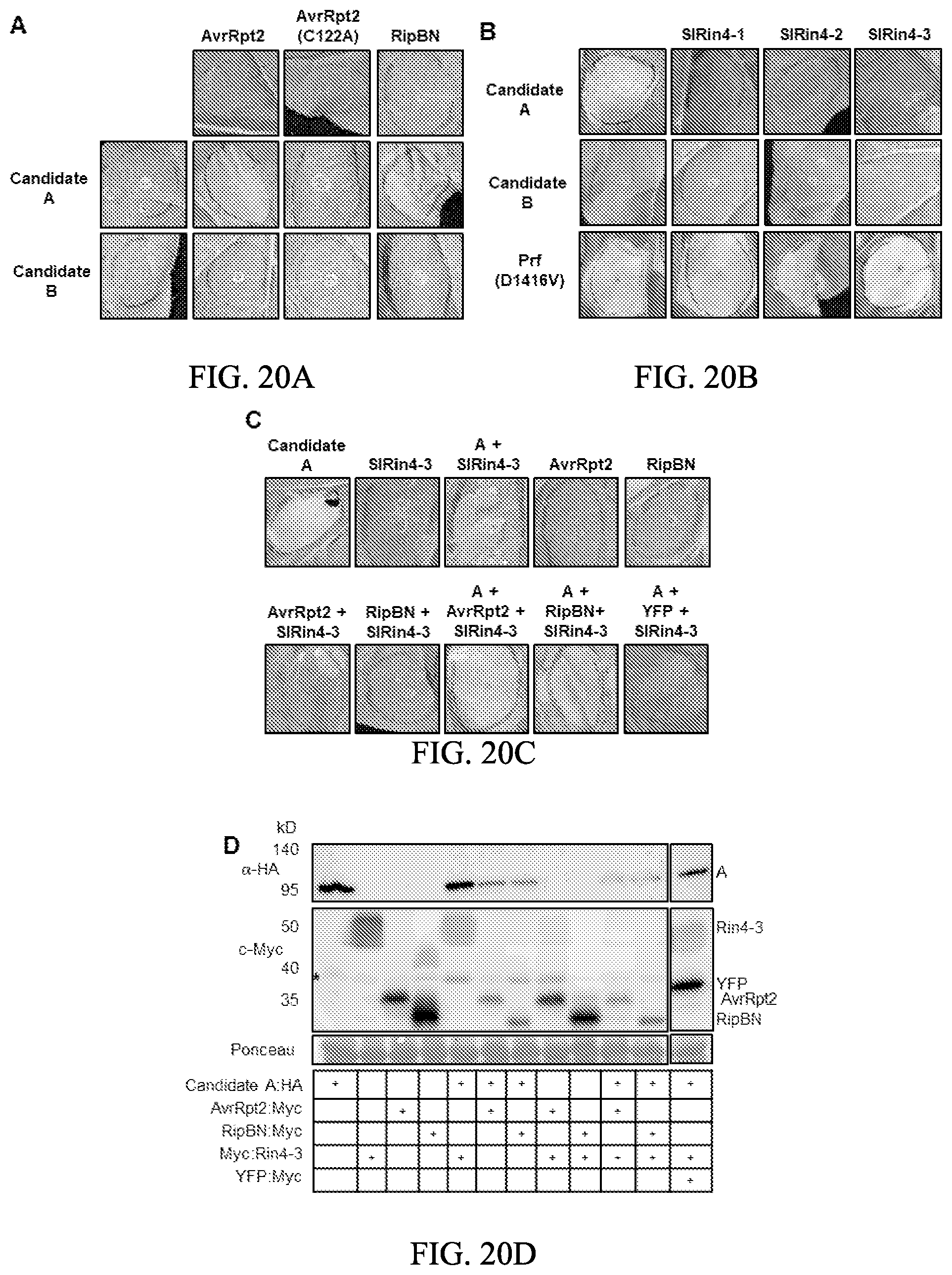 Patent US12157895 Figure 18 – Enhanced disease resistance in plants