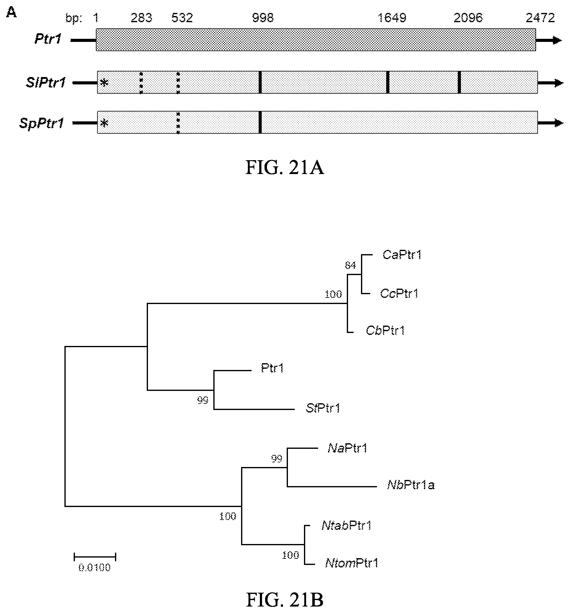 Patent US12157895 Figure 19 – Enhanced disease resistance in plants
