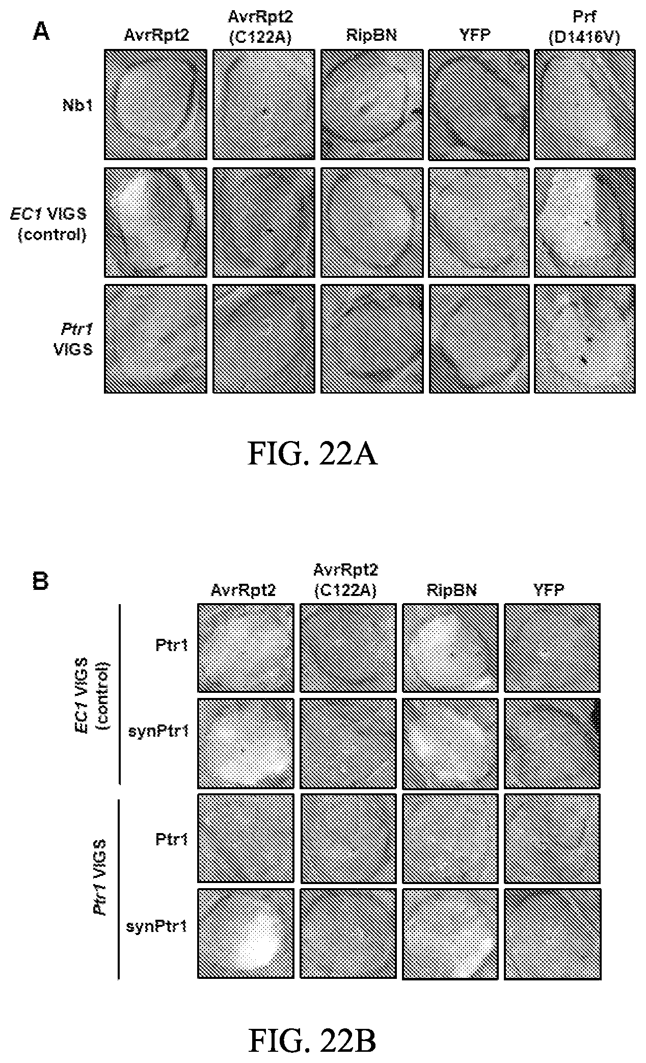 Patent US12157895 Figure 20 – Enhanced disease resistance in plants