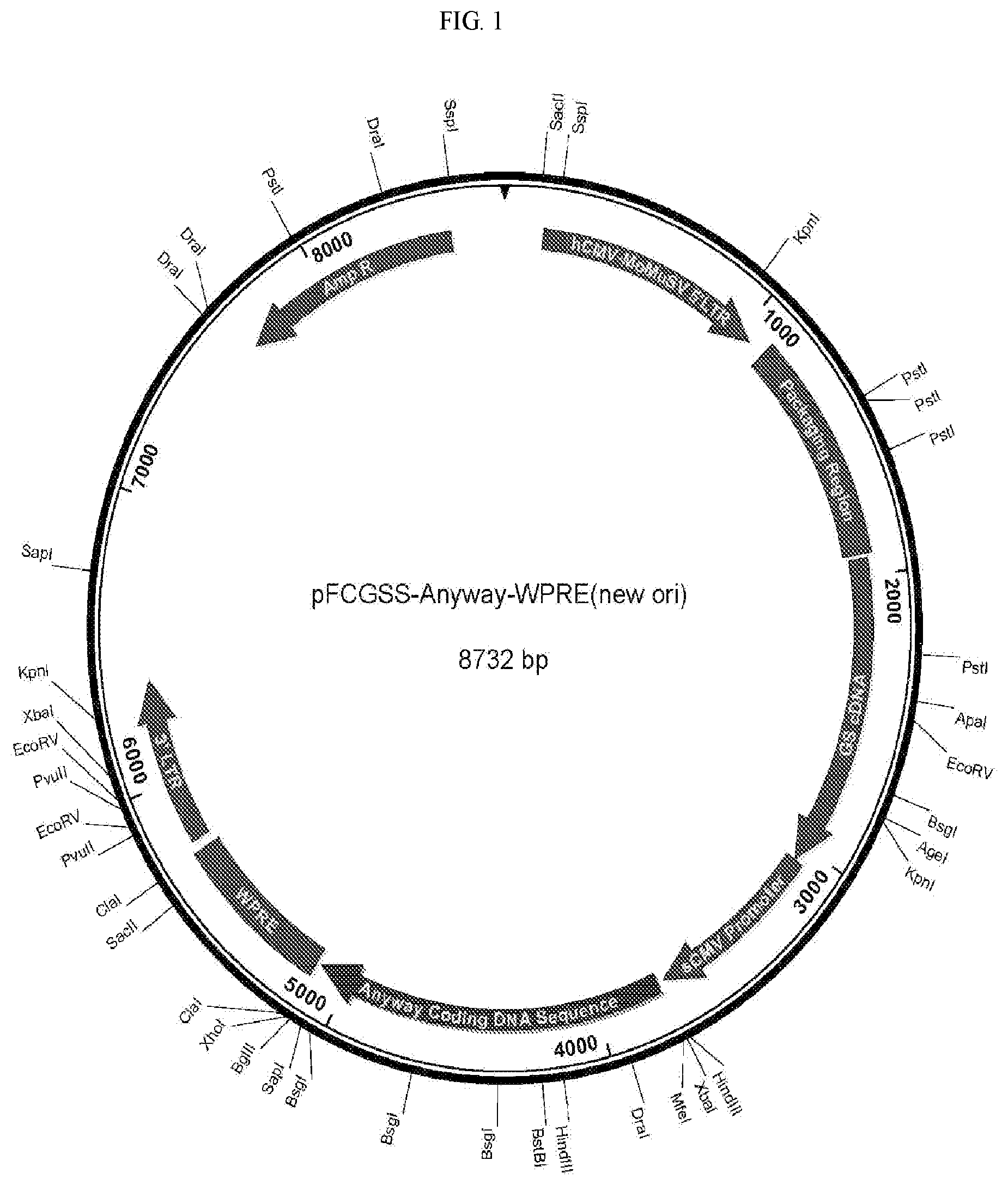 Patent US12157897 Figure 1 – Vectors for protein manufacture
