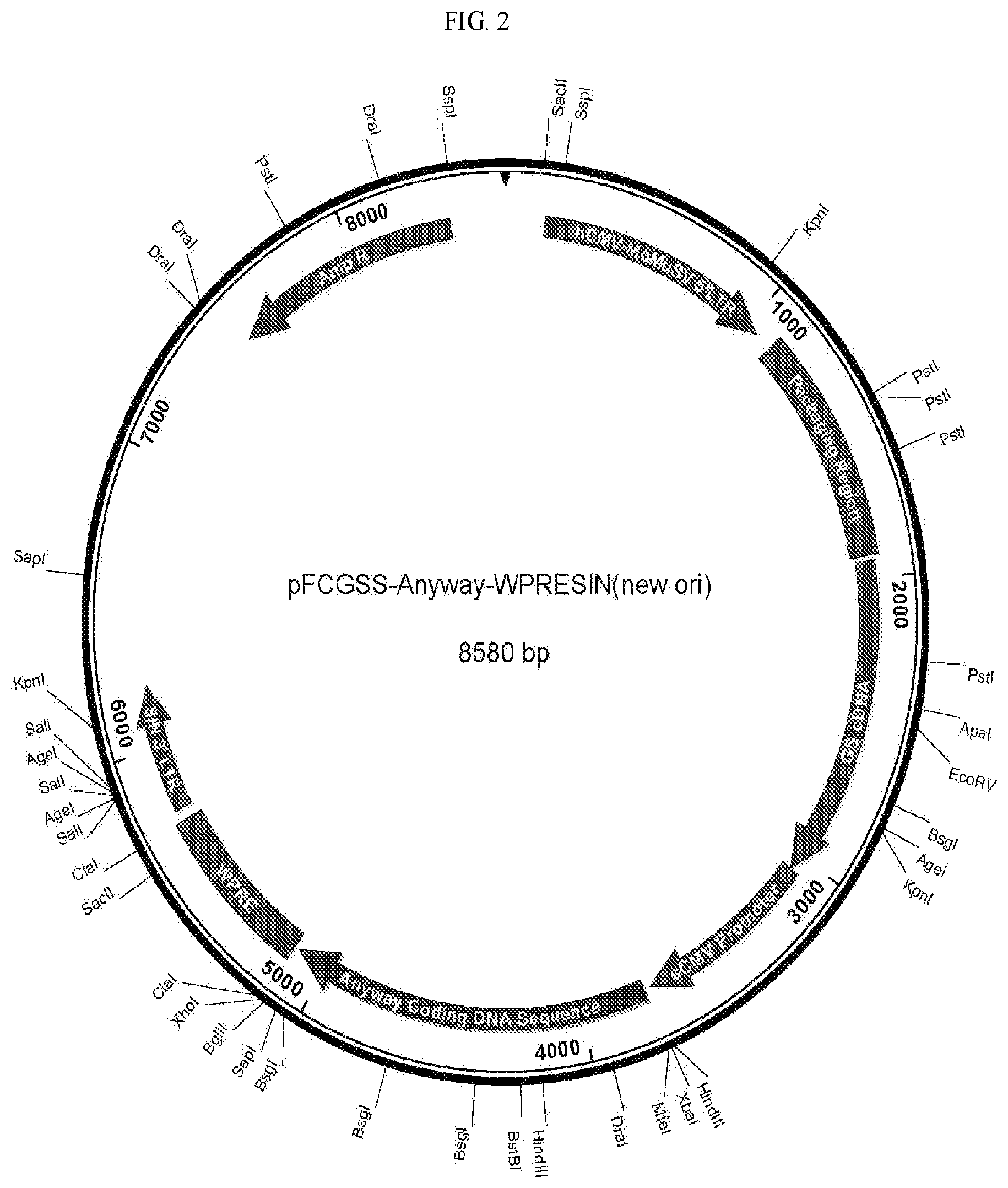 Patent US12157897 Figure 2 – Vectors for protein manufacture