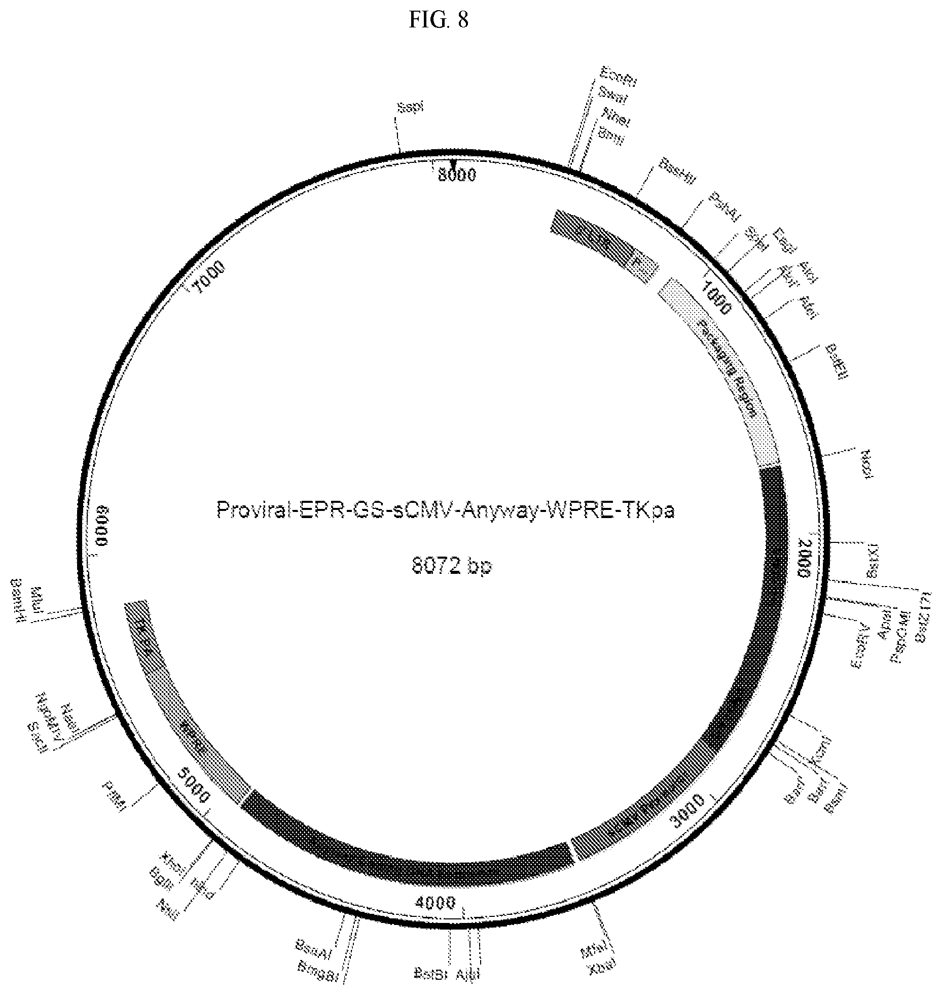 Patent US12157897 Figure 12 – Vectors for protein manufacture
