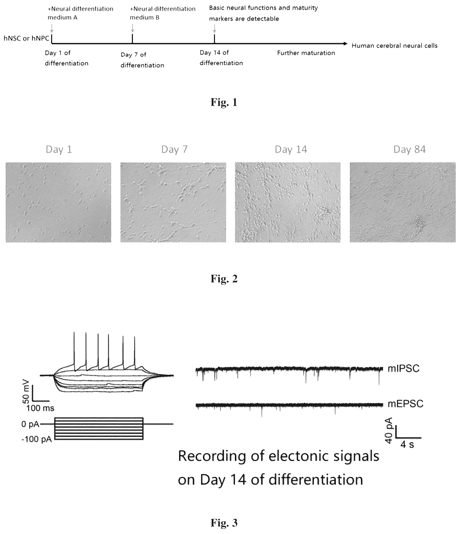 Patent US12157900 Figure 1 – Method for inducing differentiation into functional cerebral cortical cells