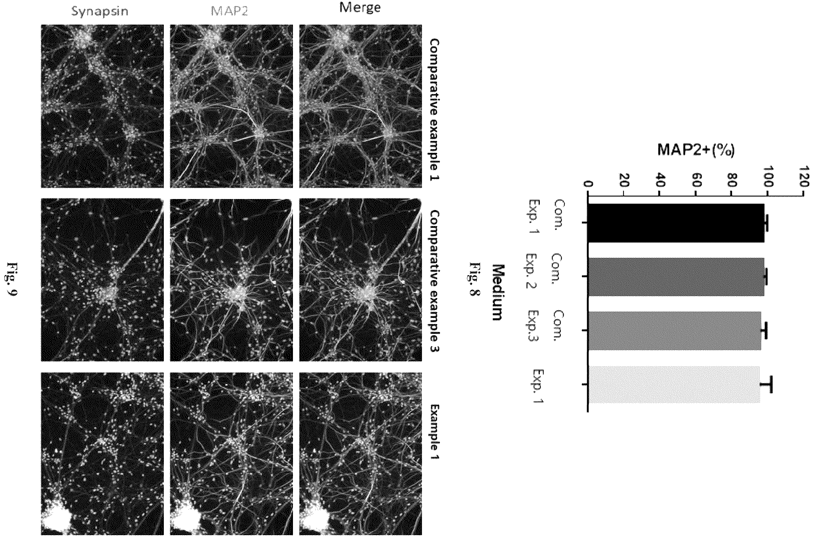 Patent US12157900 Figure 4 – Method for inducing differentiation into functional cerebral cortical cells