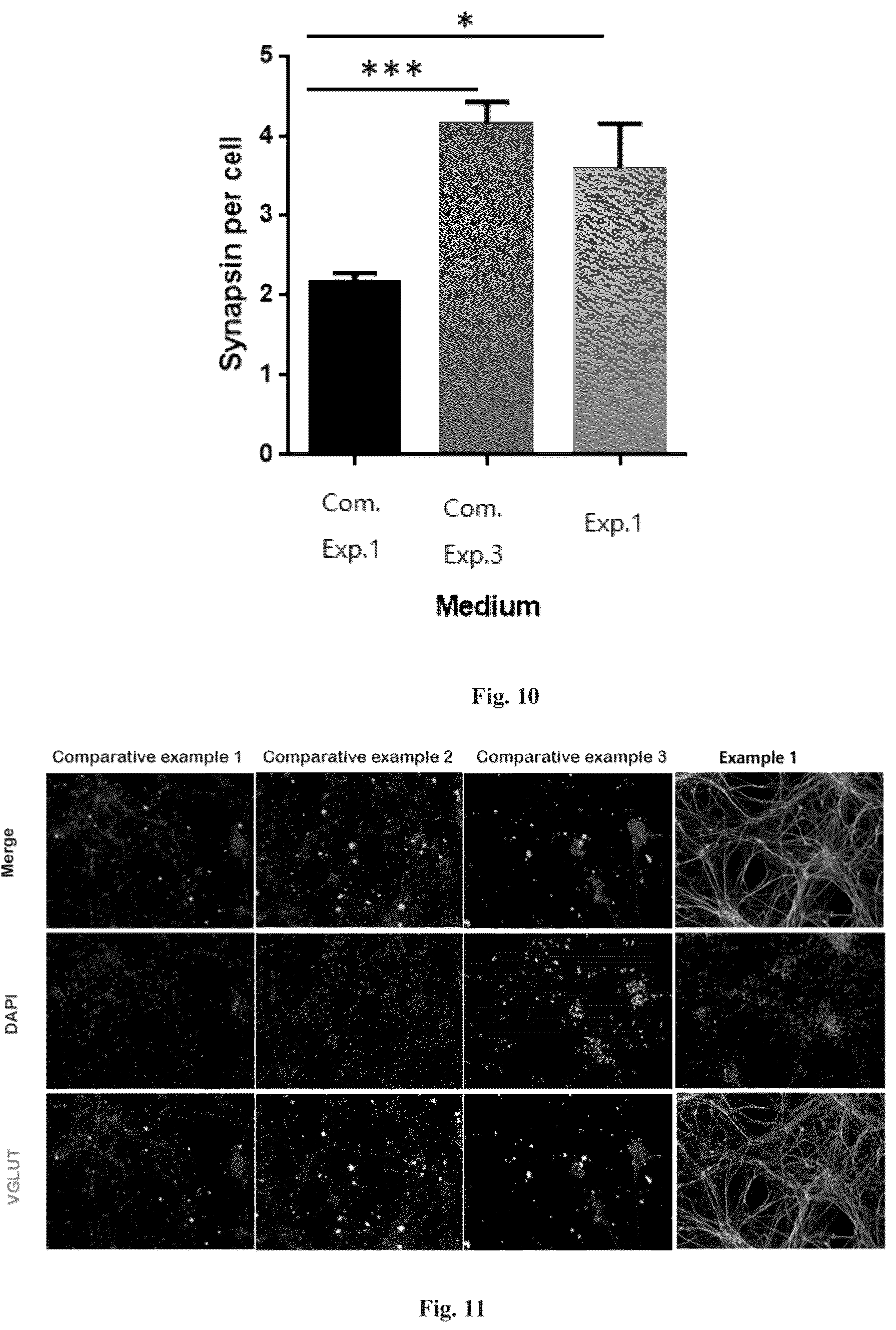 Patent US12157900 Figure 5 – Method for inducing differentiation into functional cerebral cortical cells