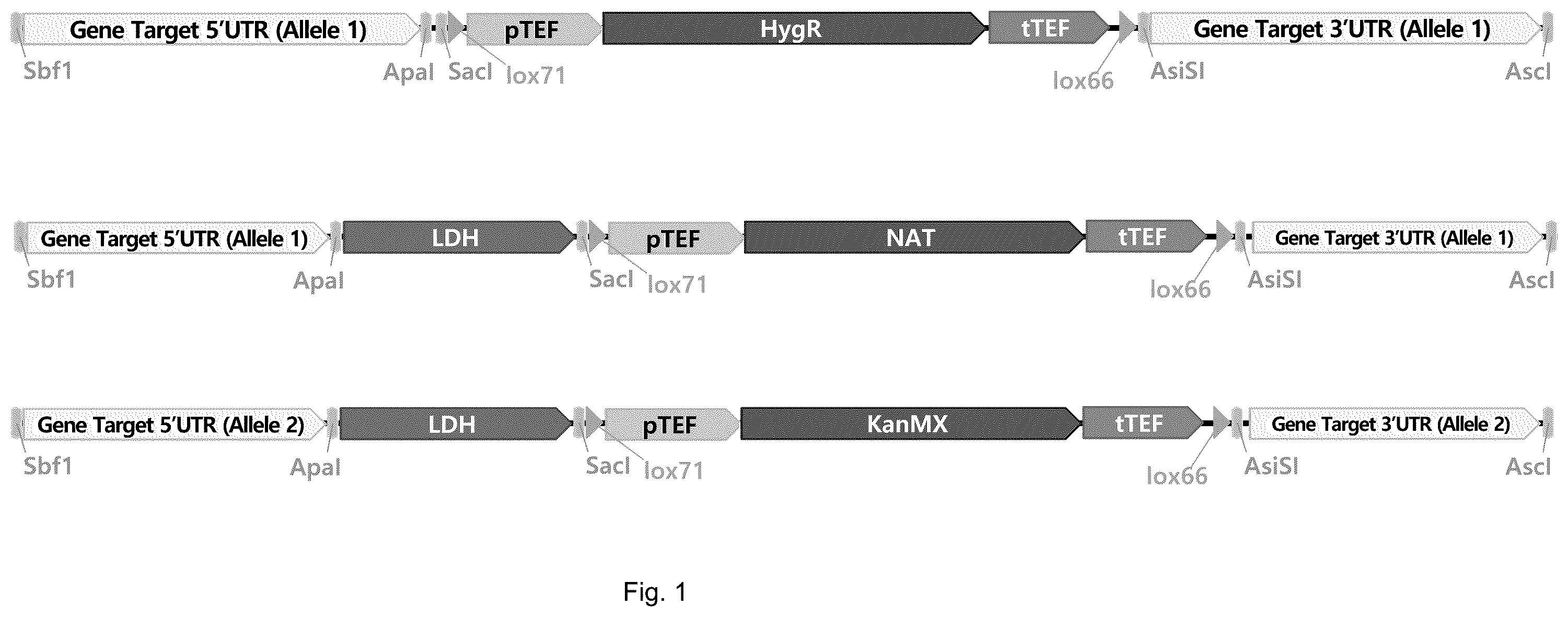 Patent US12157902 Figure 1 – Recombinant acid-resistant yeast with suppressed glycerol production and method of producing lactic acid using the same