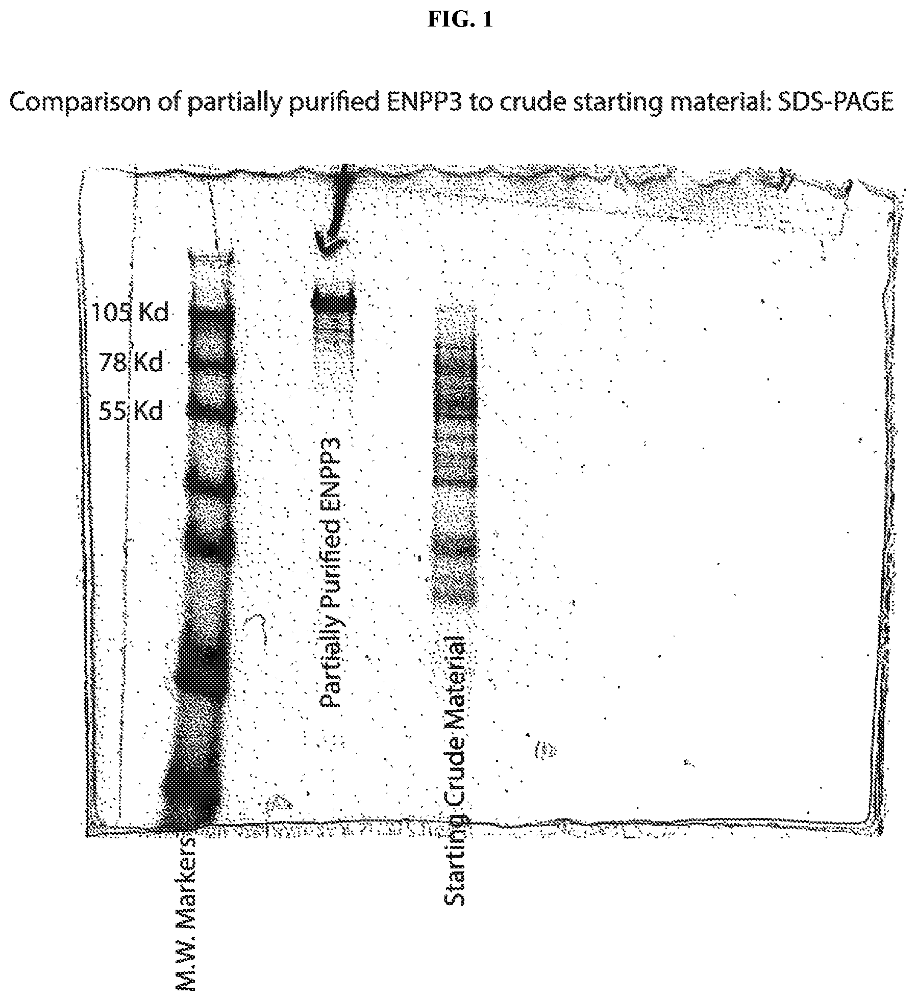 Patent US12157903 Figure 1 – Compositions and methods for reducing progression of nephrolithiasis