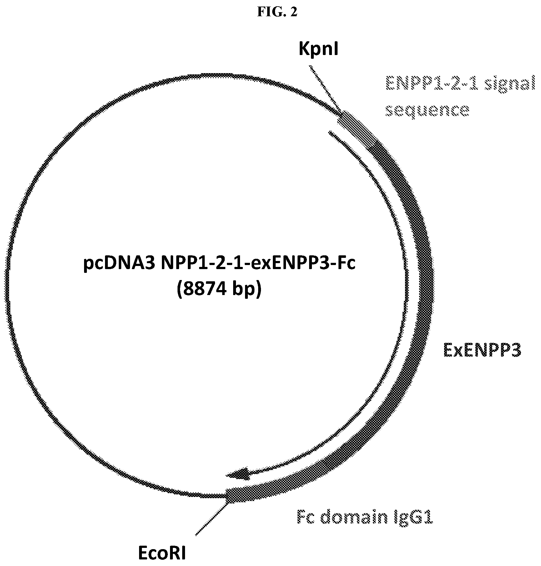Patent US12157903 Figure 2 – Compositions and methods for reducing progression of nephrolithiasis