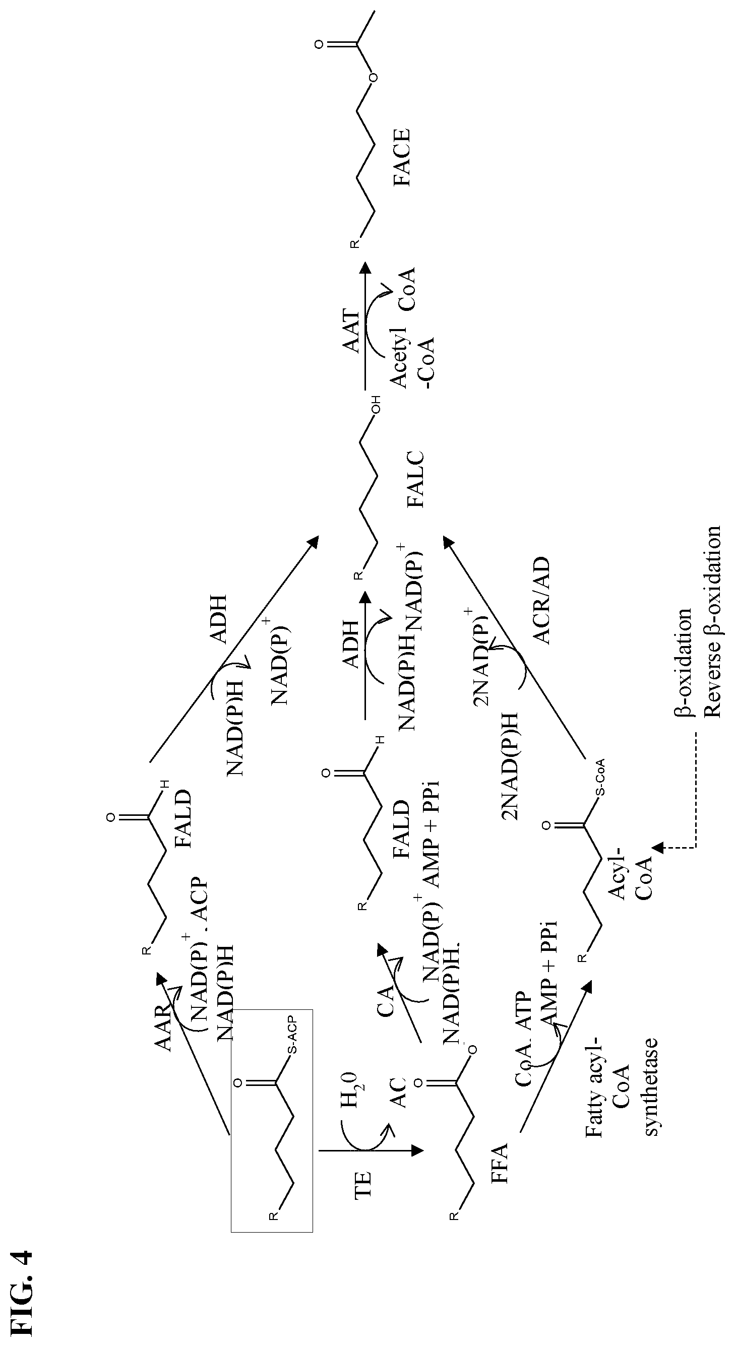 Patent US12157904 Figure 4 – Thioesterase variants having improved activity for the production of medium-chain fatty acid derivatives