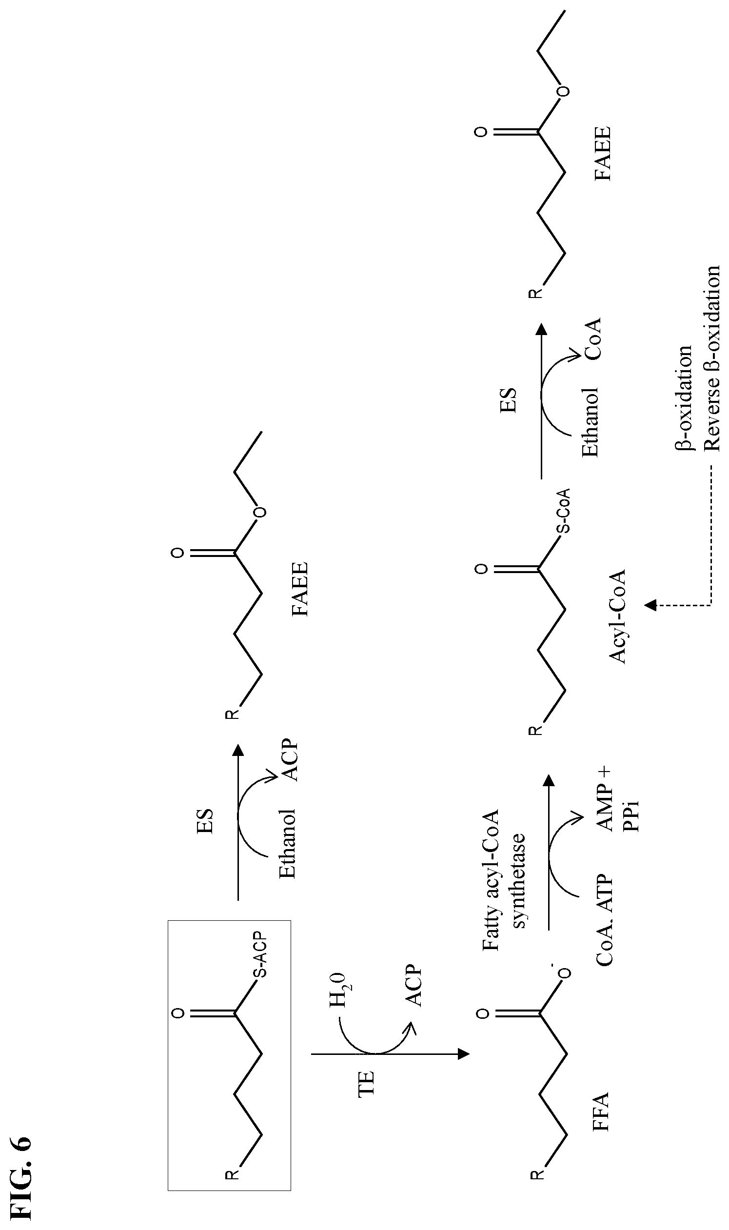 Patent US12157904 Figure 8 – Thioesterase variants having improved activity for the production of medium-chain fatty acid derivatives