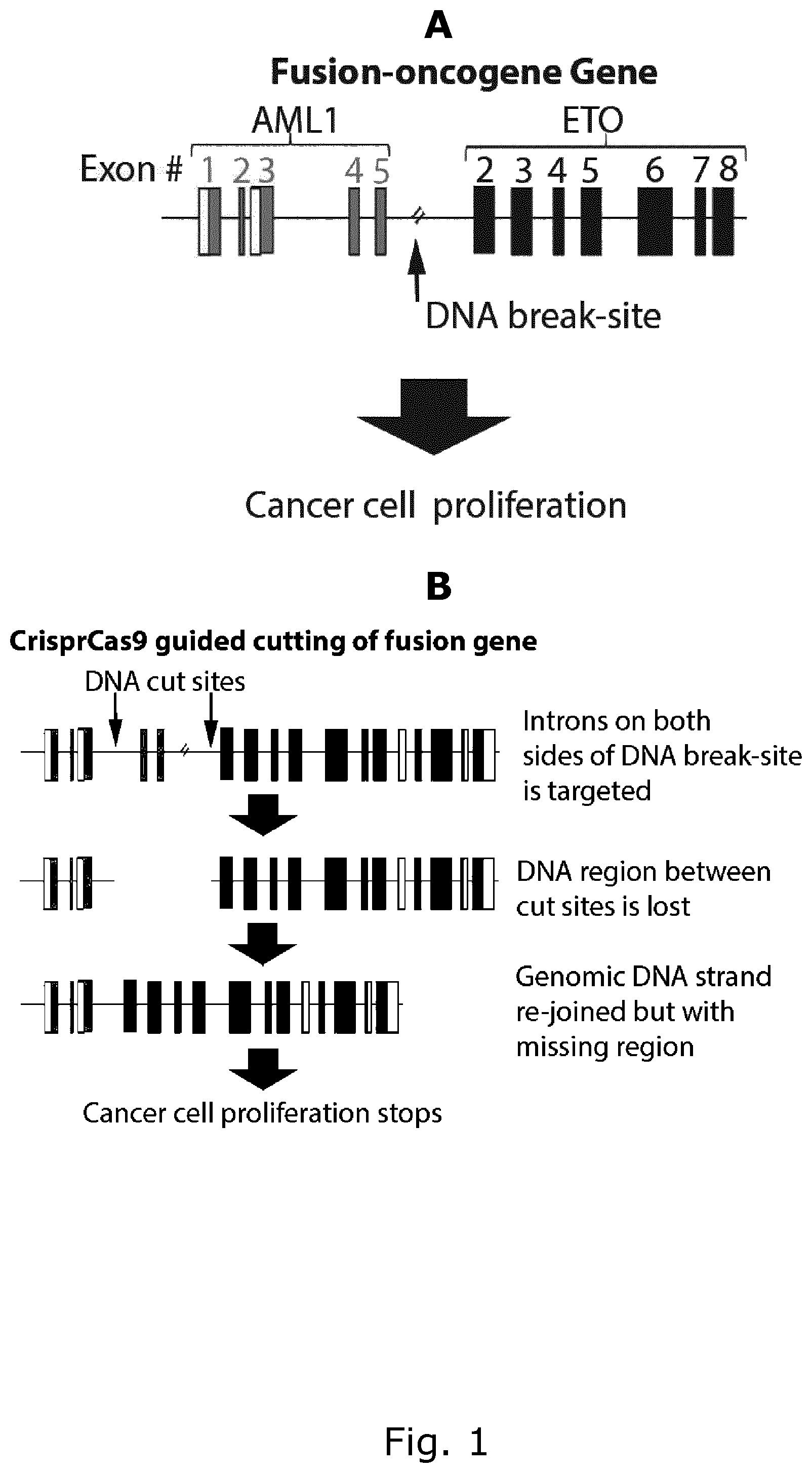 Patent US12157905 Figure 1 – CRISPR gene therapy of fusion gene related cancers