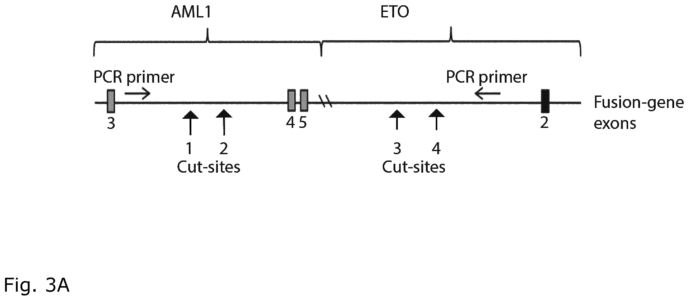 Patent US12157905 Figure 3 – CRISPR gene therapy of fusion gene related cancers