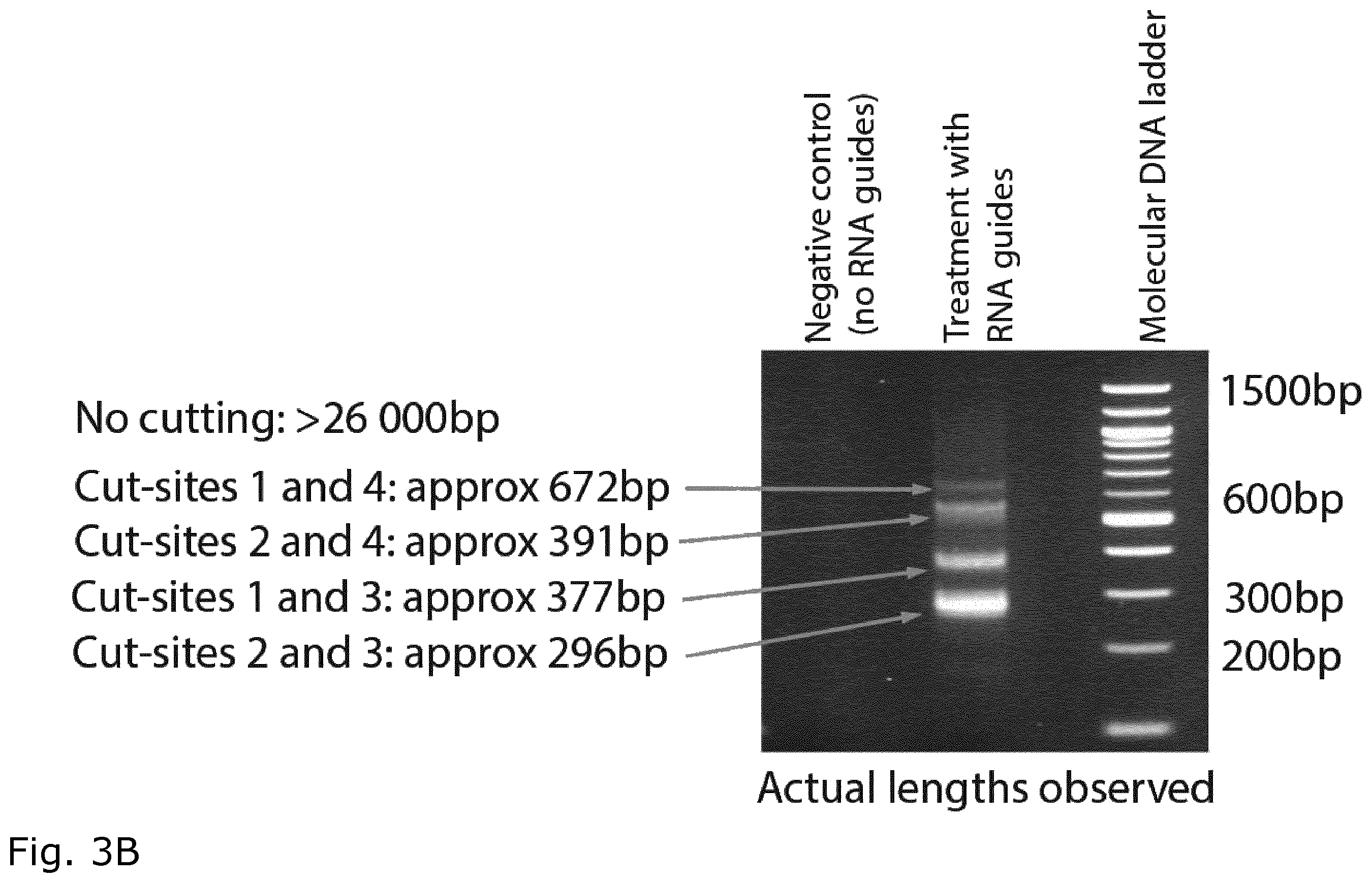 Patent US12157905 Figure 4 – CRISPR gene therapy of fusion gene related cancers