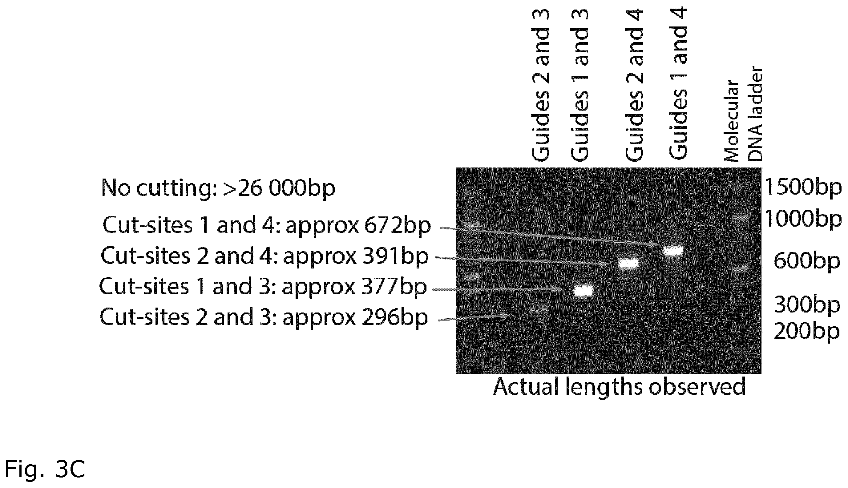 Patent US12157905 Figure 5 – CRISPR gene therapy of fusion gene related cancers