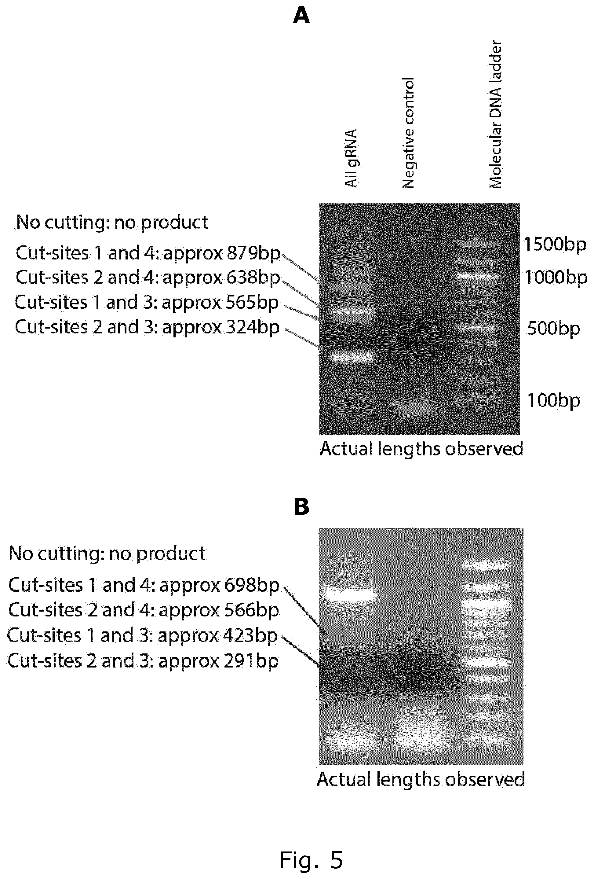 Patent US12157905 Figure 7 – CRISPR gene therapy of fusion gene related cancers