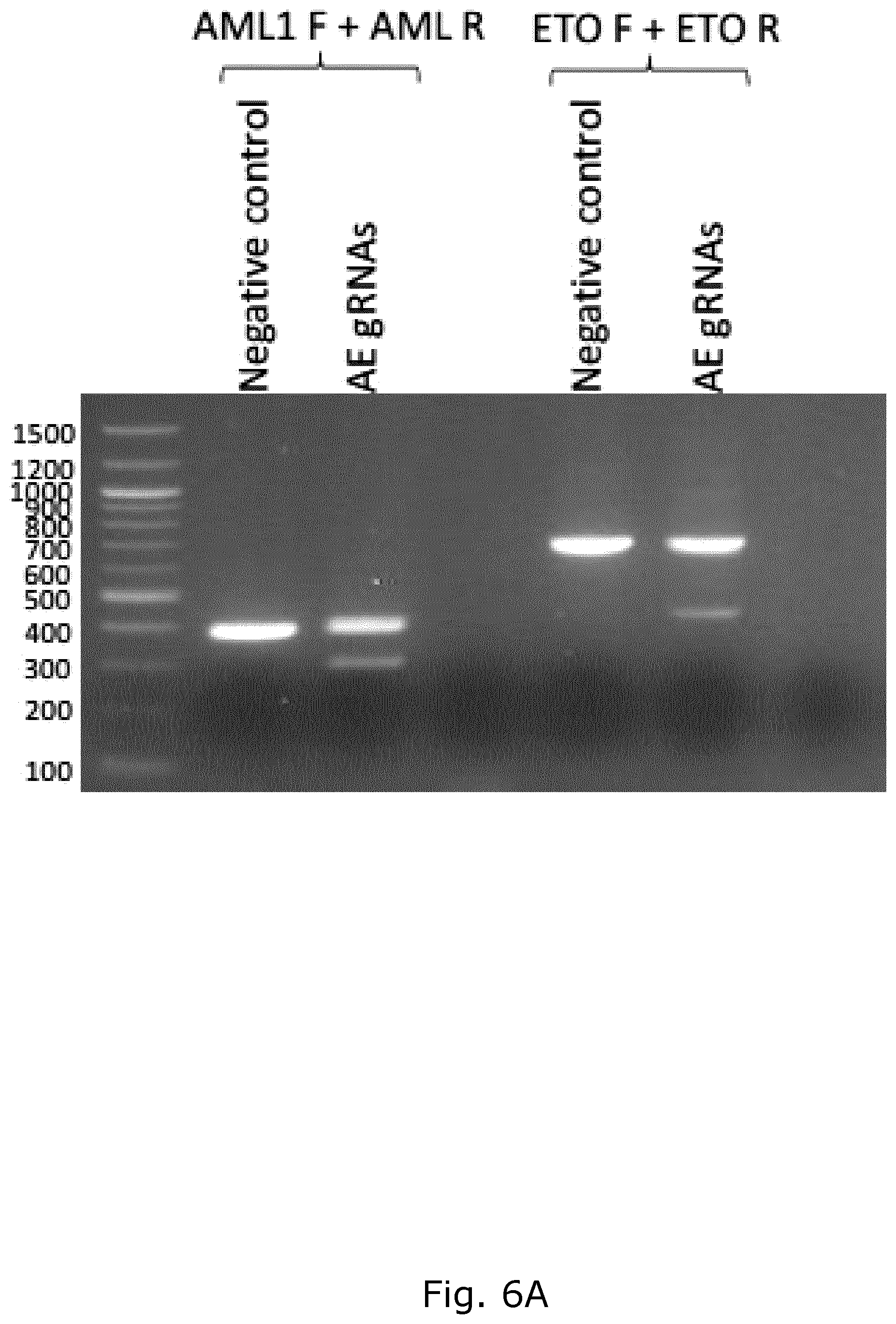 Patent US12157905 Figure 8 – CRISPR gene therapy of fusion gene related cancers