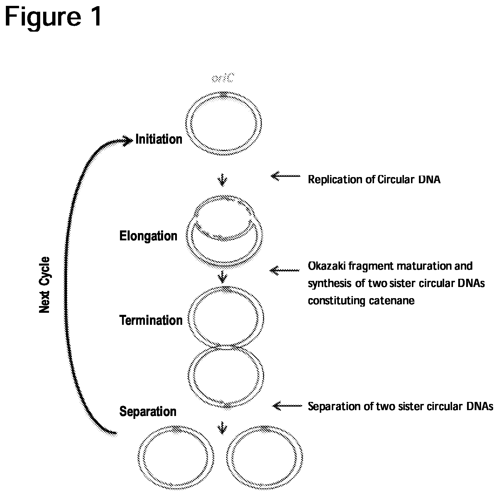 Patent US12157907 Figure 1 – Method of replicating or amplifying circular DNA