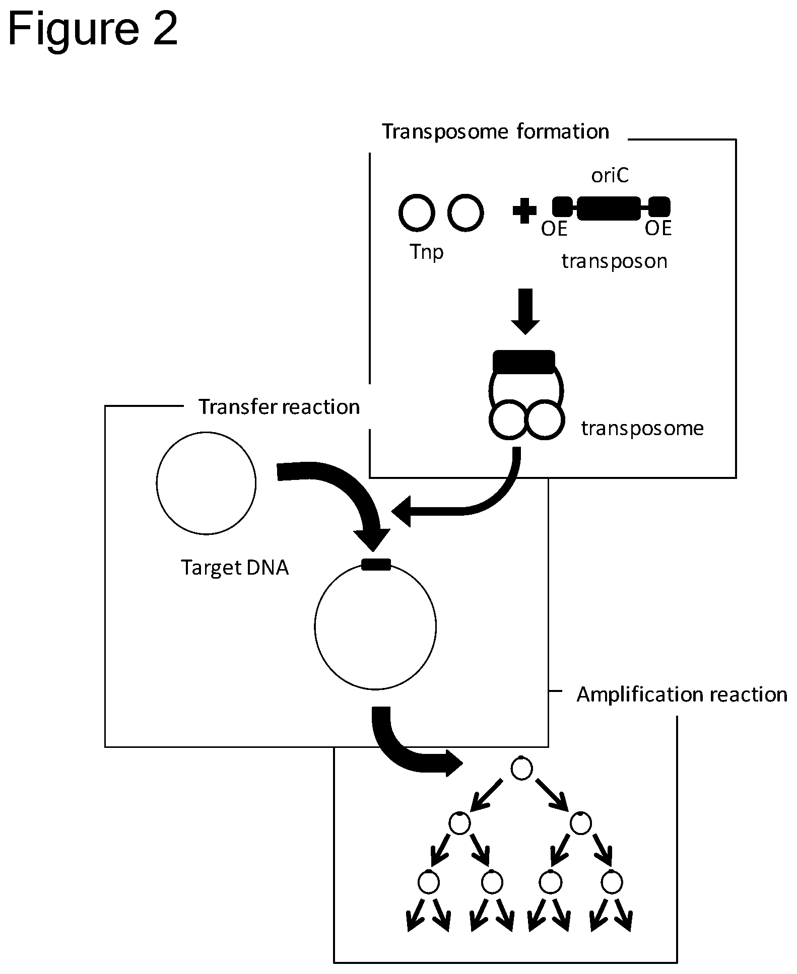 Patent US12157907 Figure 2 – Method of replicating or amplifying circular DNA