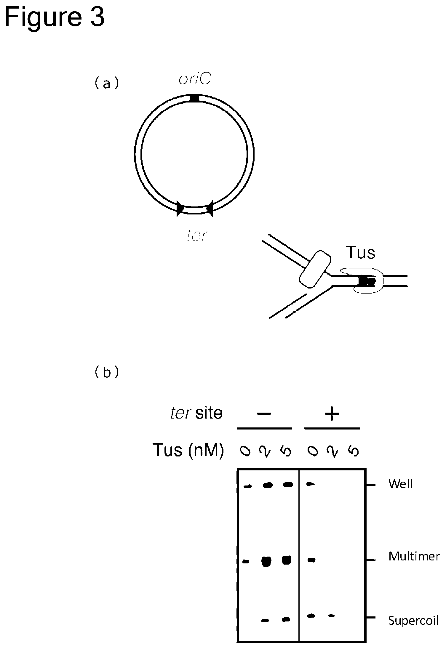 Patent US12157907 Figure 3 – Method of replicating or amplifying circular DNA