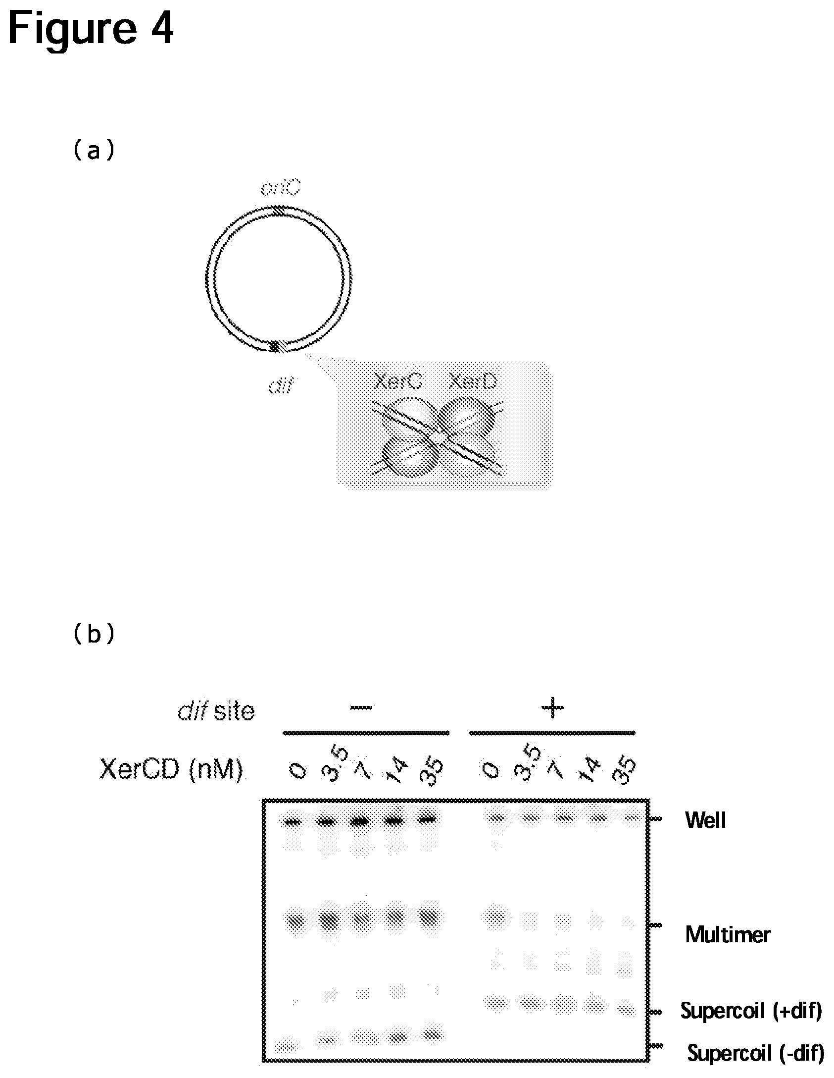 Patent US12157907 Figure 4 – Method of replicating or amplifying circular DNA