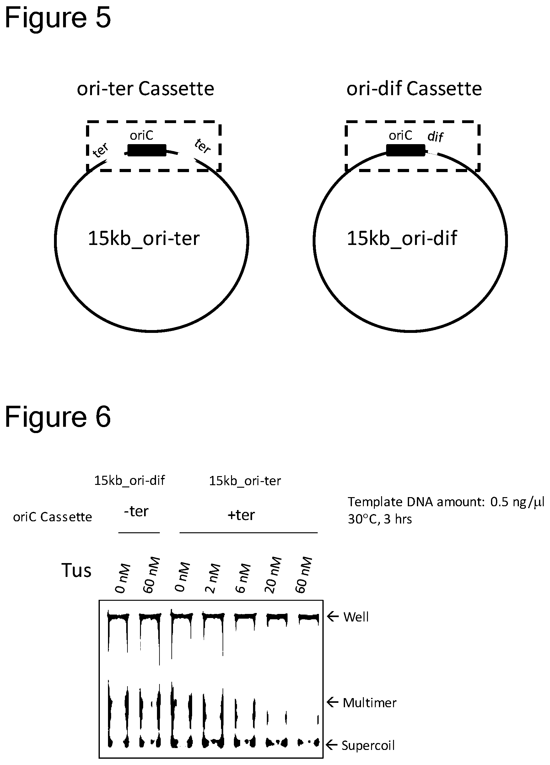 Patent US12157907 Figure 5 – Method of replicating or amplifying circular DNA