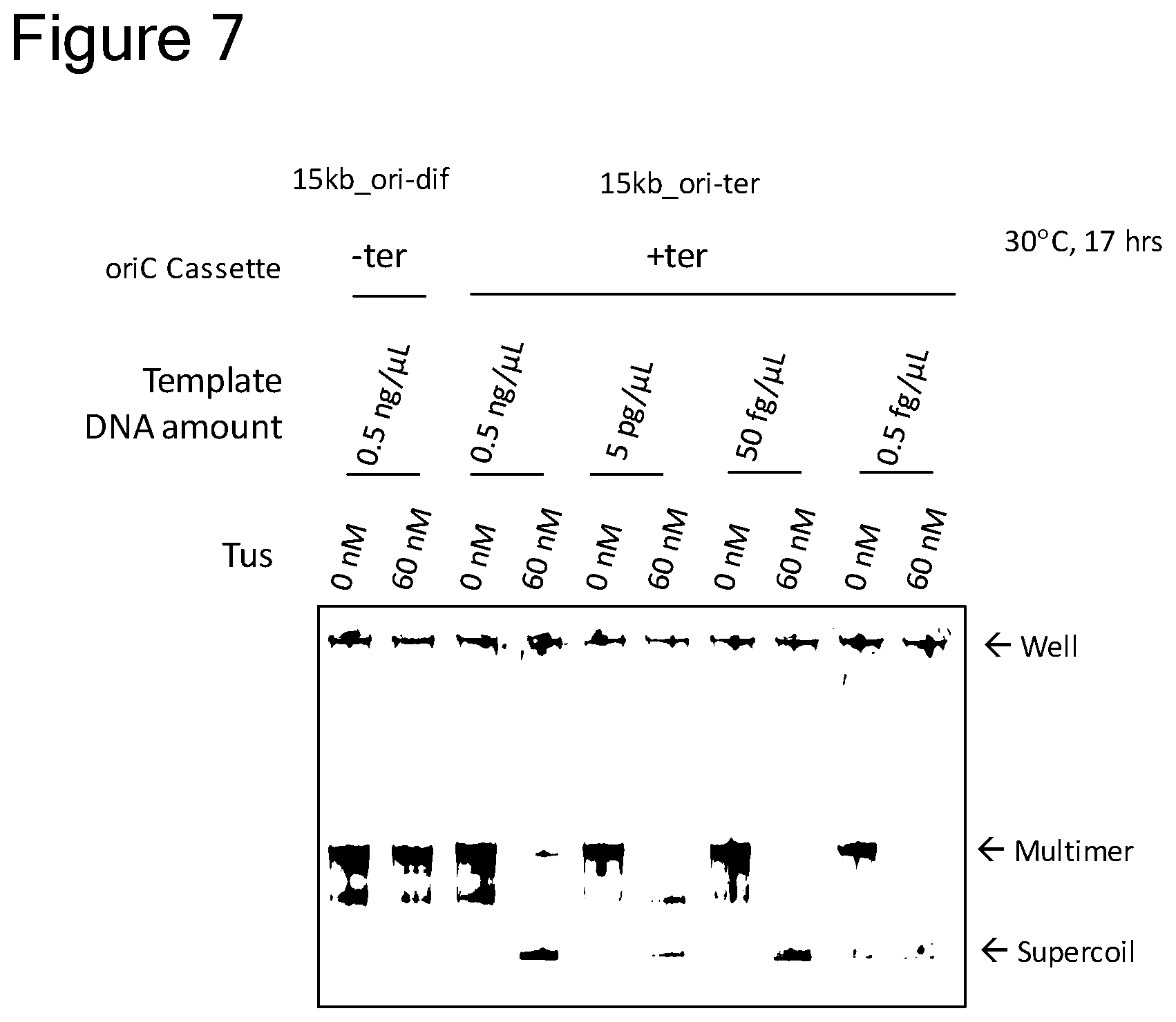 Patent US12157907 Figure 6 – Method of replicating or amplifying circular DNA