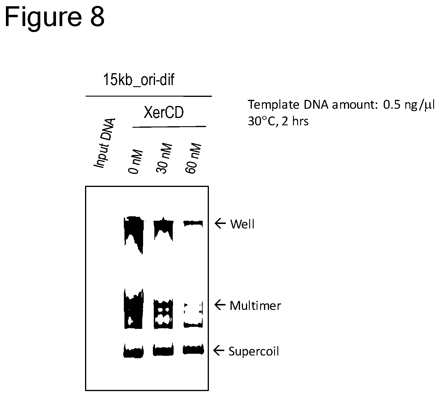 Patent US12157907 Figure 7 – Method of replicating or amplifying circular DNA