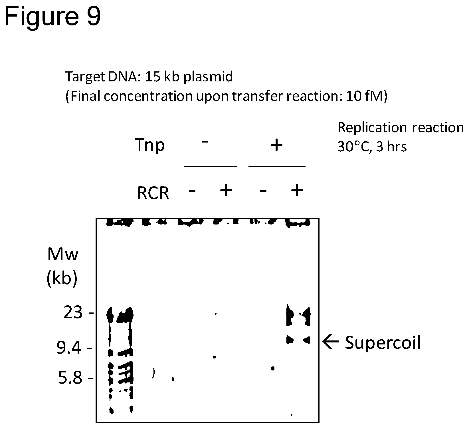 Patent US12157907 Figure 8 – Method of replicating or amplifying circular DNA
