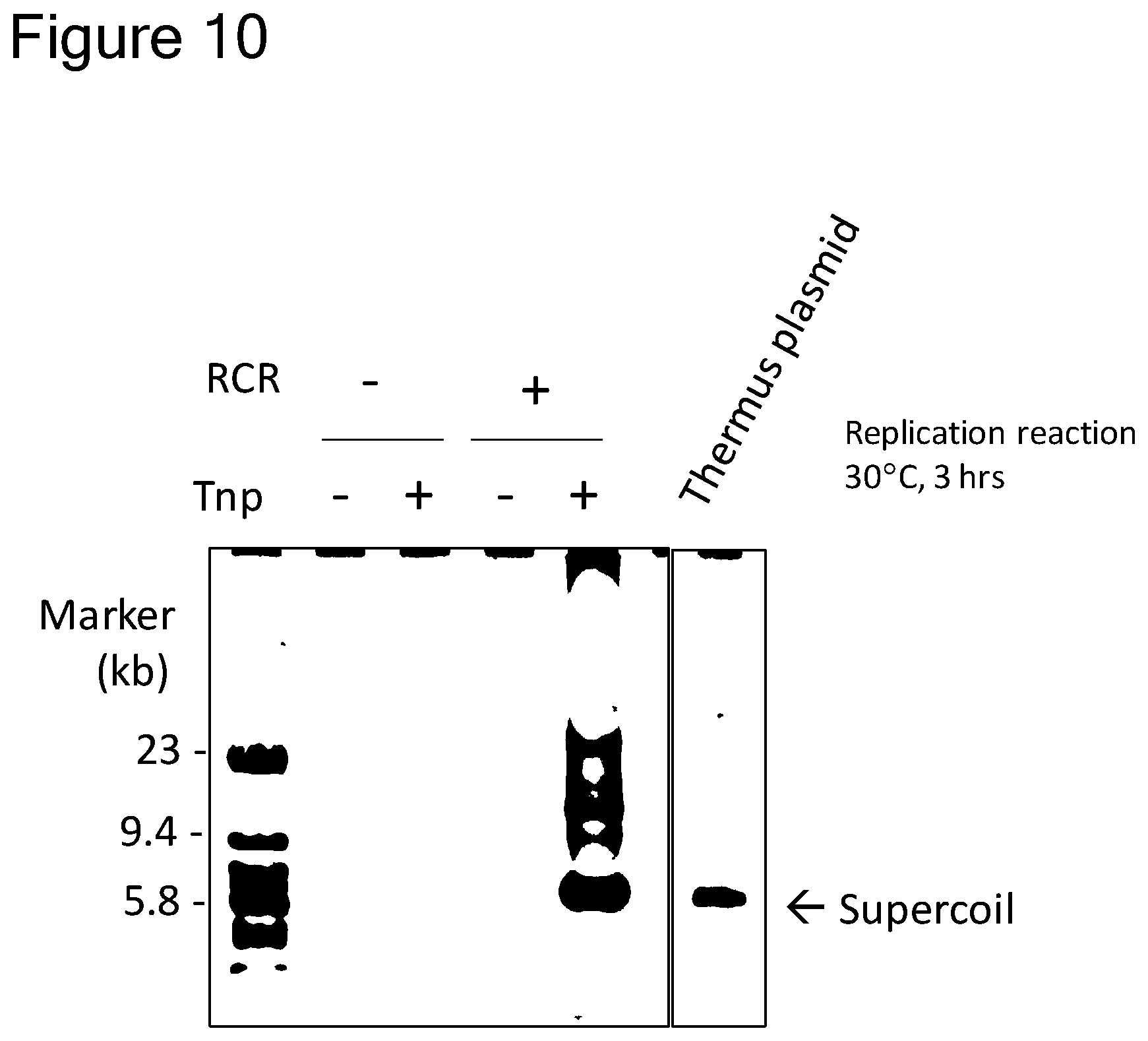 Patent US12157907 Figure 9 – Method of replicating or amplifying circular DNA