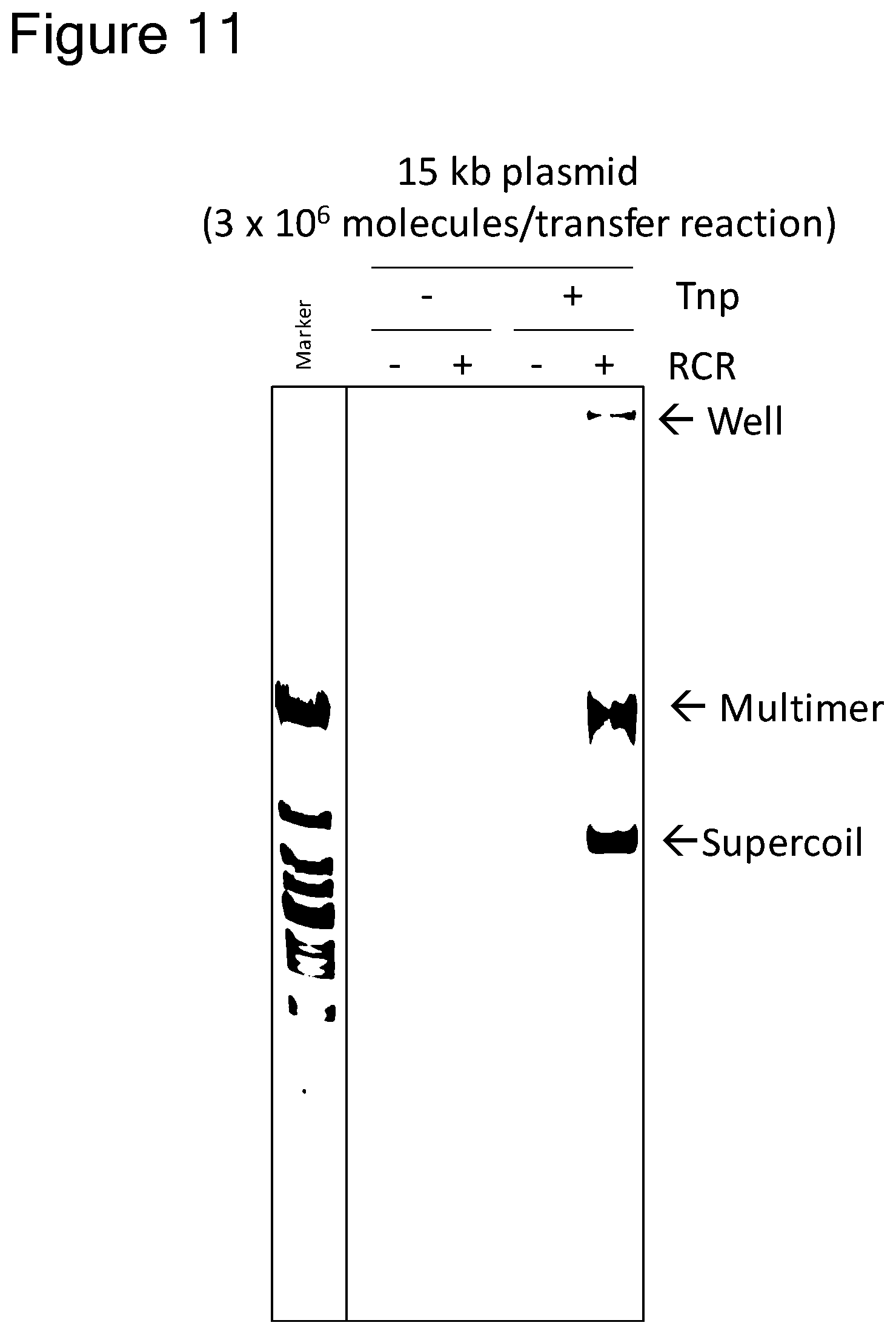 Patent US12157907 Figure 10 – Method of replicating or amplifying circular DNA