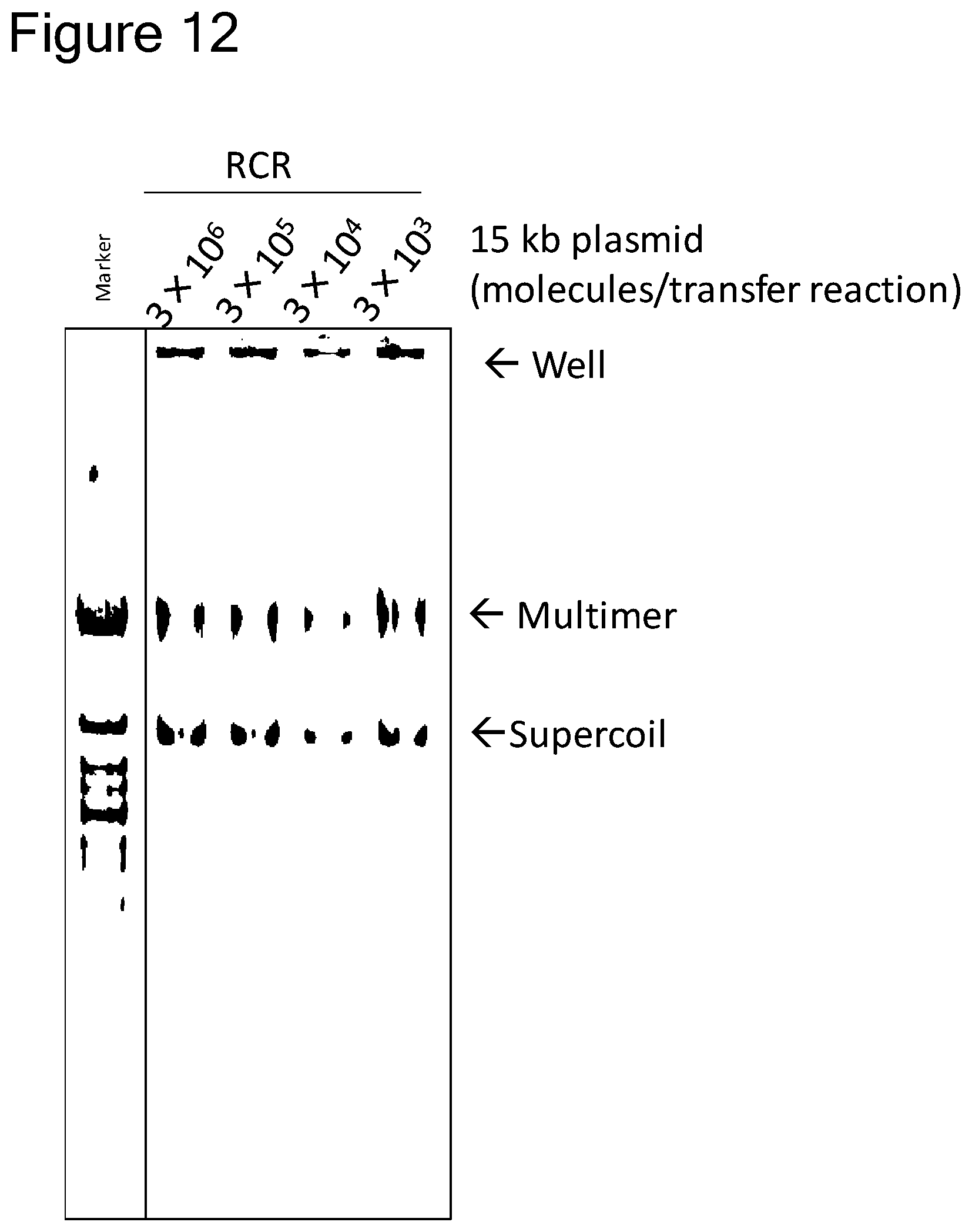 Patent US12157907 Figure 11 – Method of replicating or amplifying circular DNA