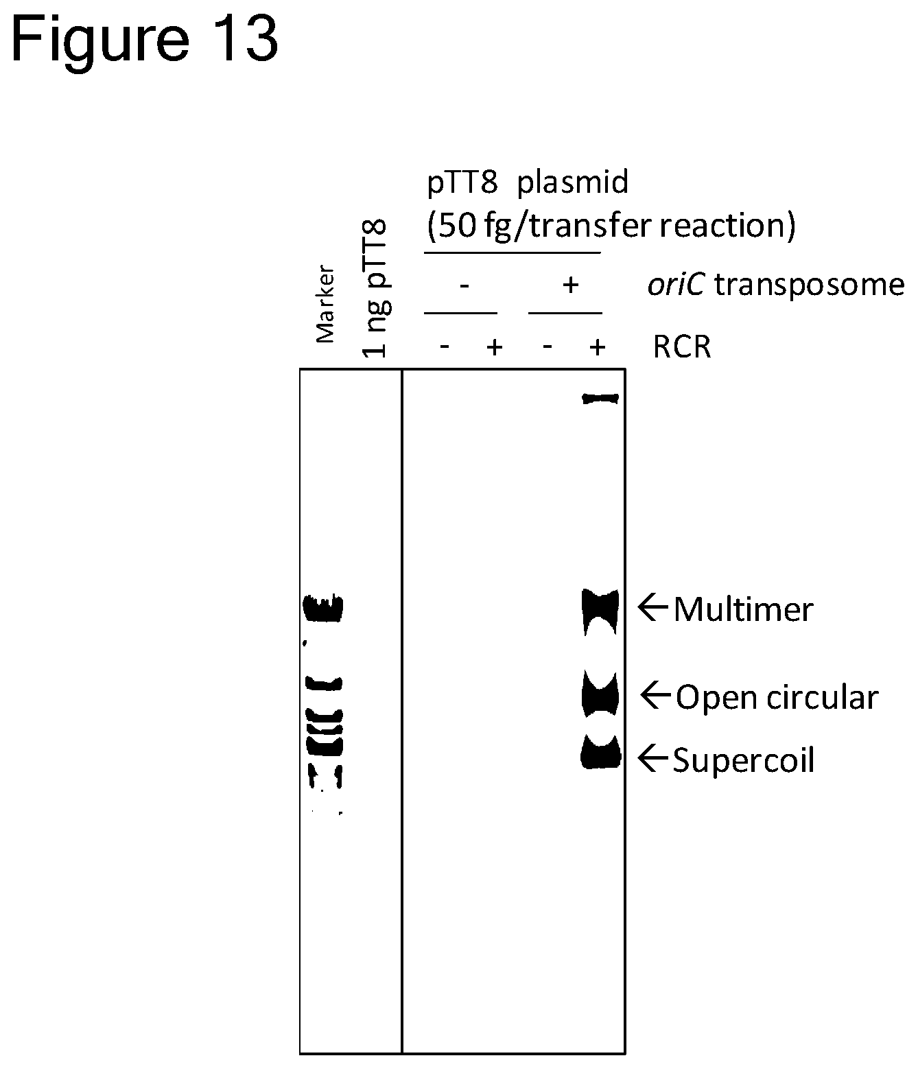 Patent US12157907 Figure 12 – Method of replicating or amplifying circular DNA