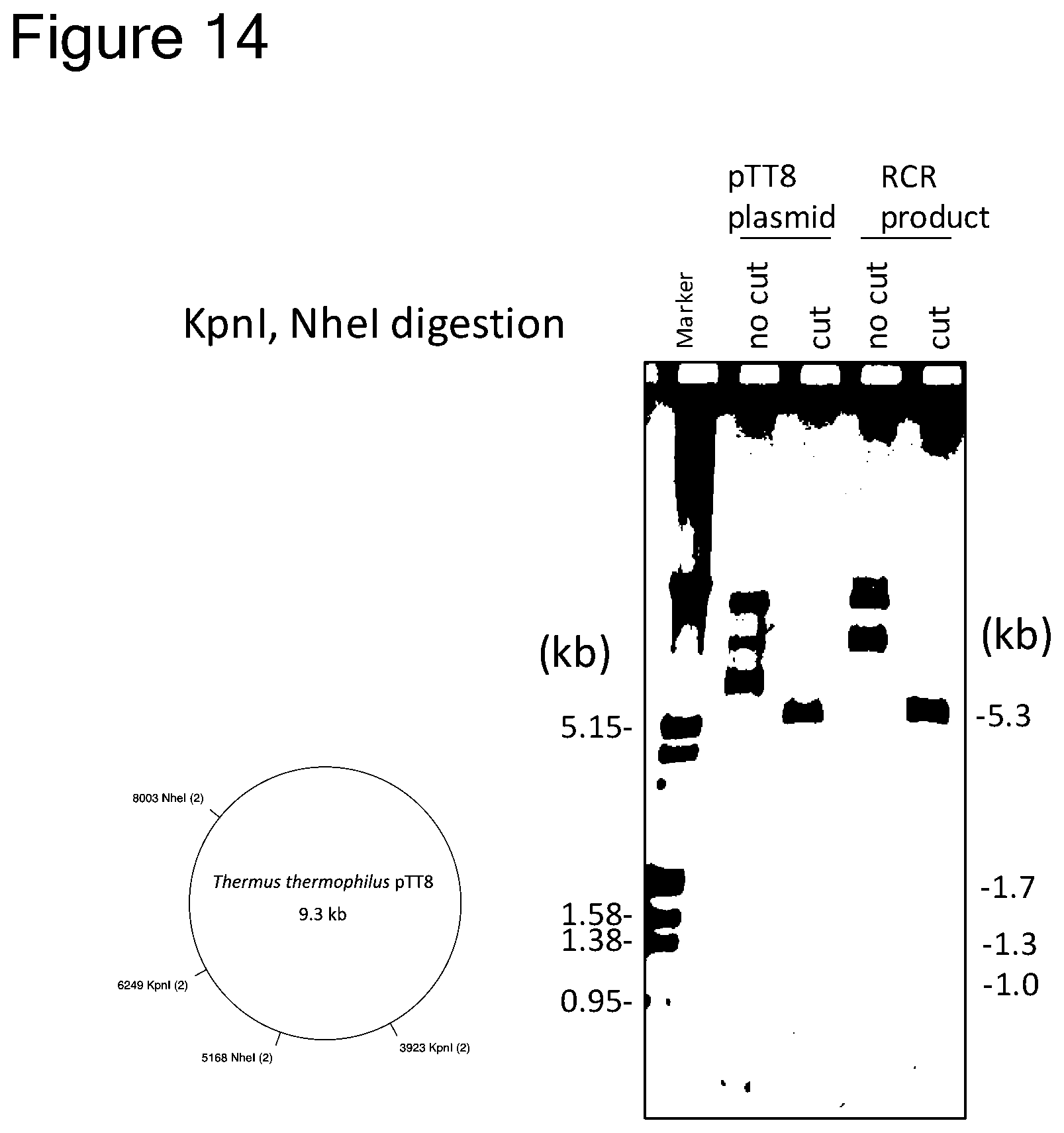 Patent US12157907 Figure 13 – Method of replicating or amplifying circular DNA