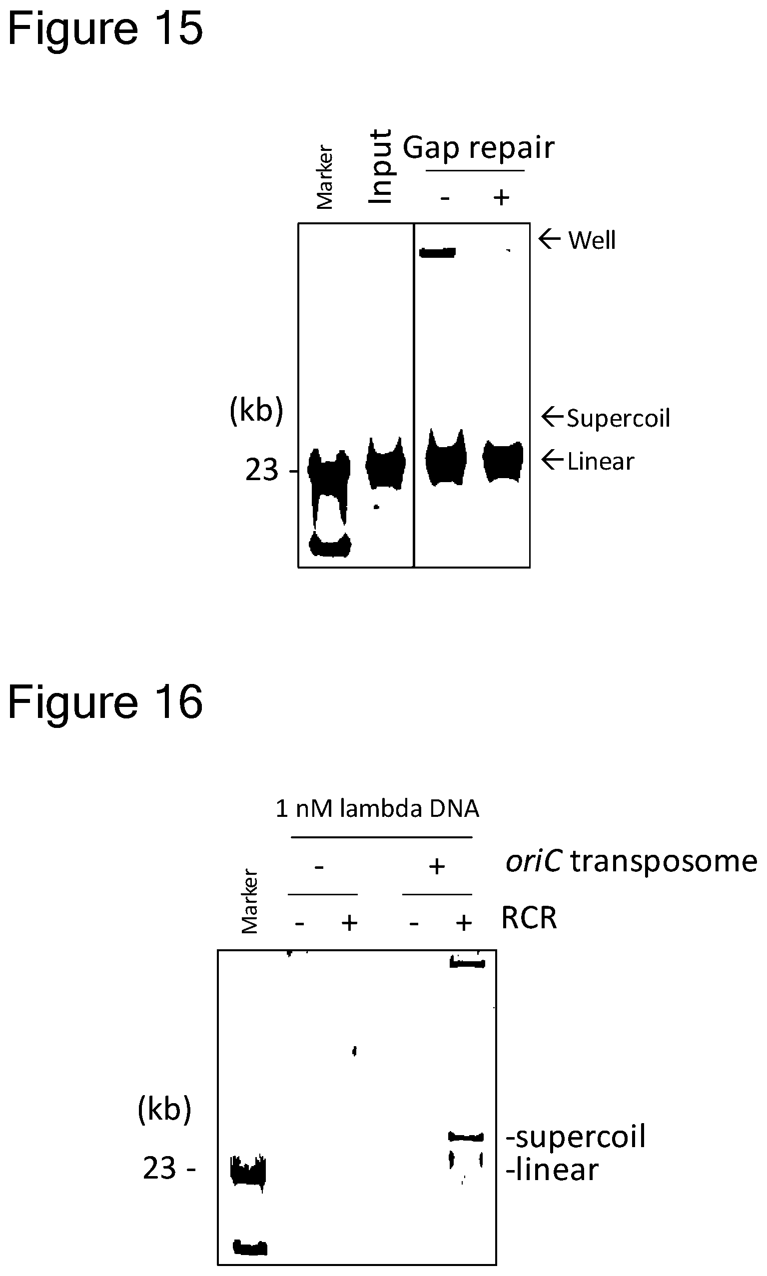 Patent US12157907 Figure 14 – Method of replicating or amplifying circular DNA