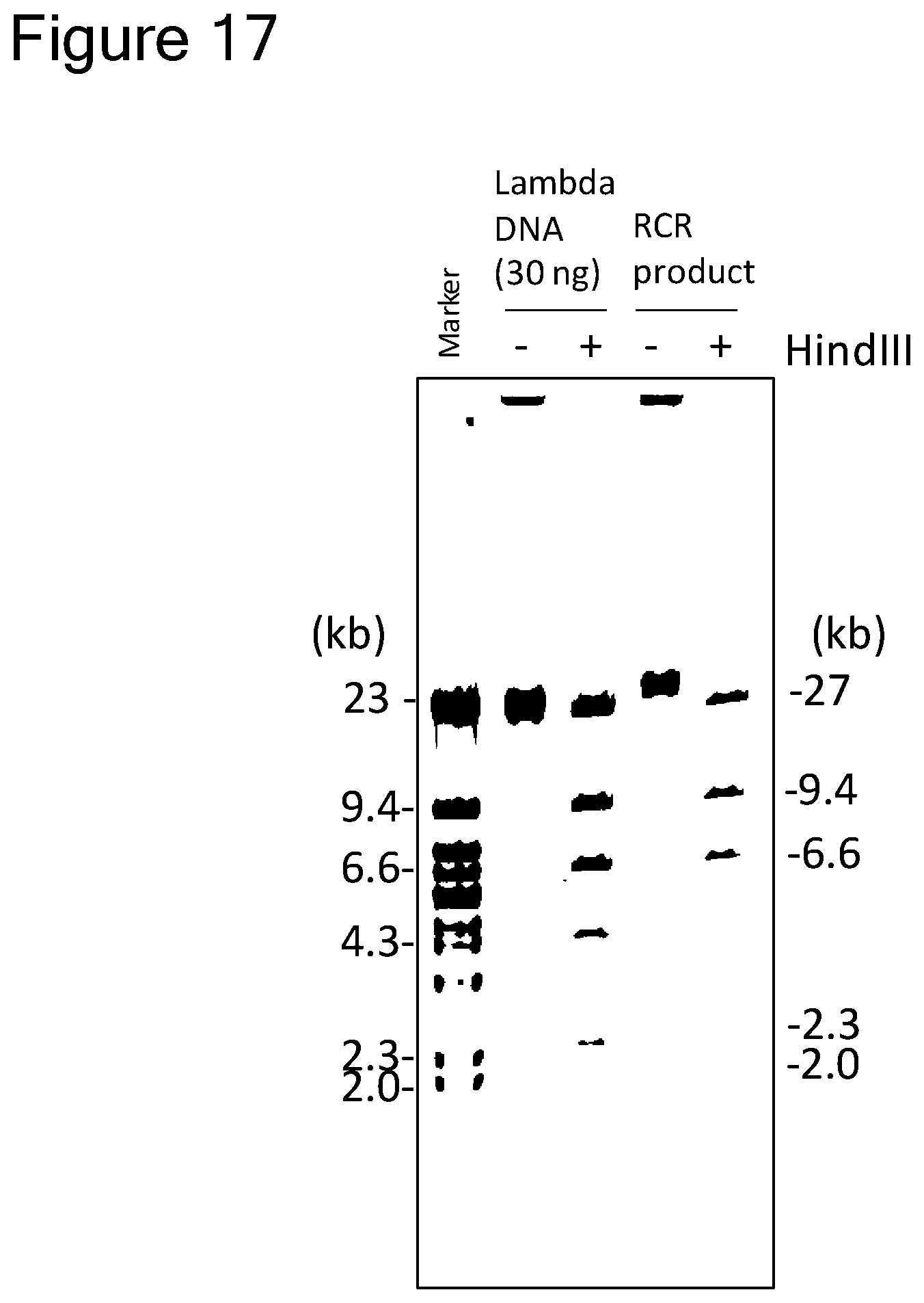 Patent US12157907 Figure 15 – Method of replicating or amplifying circular DNA
