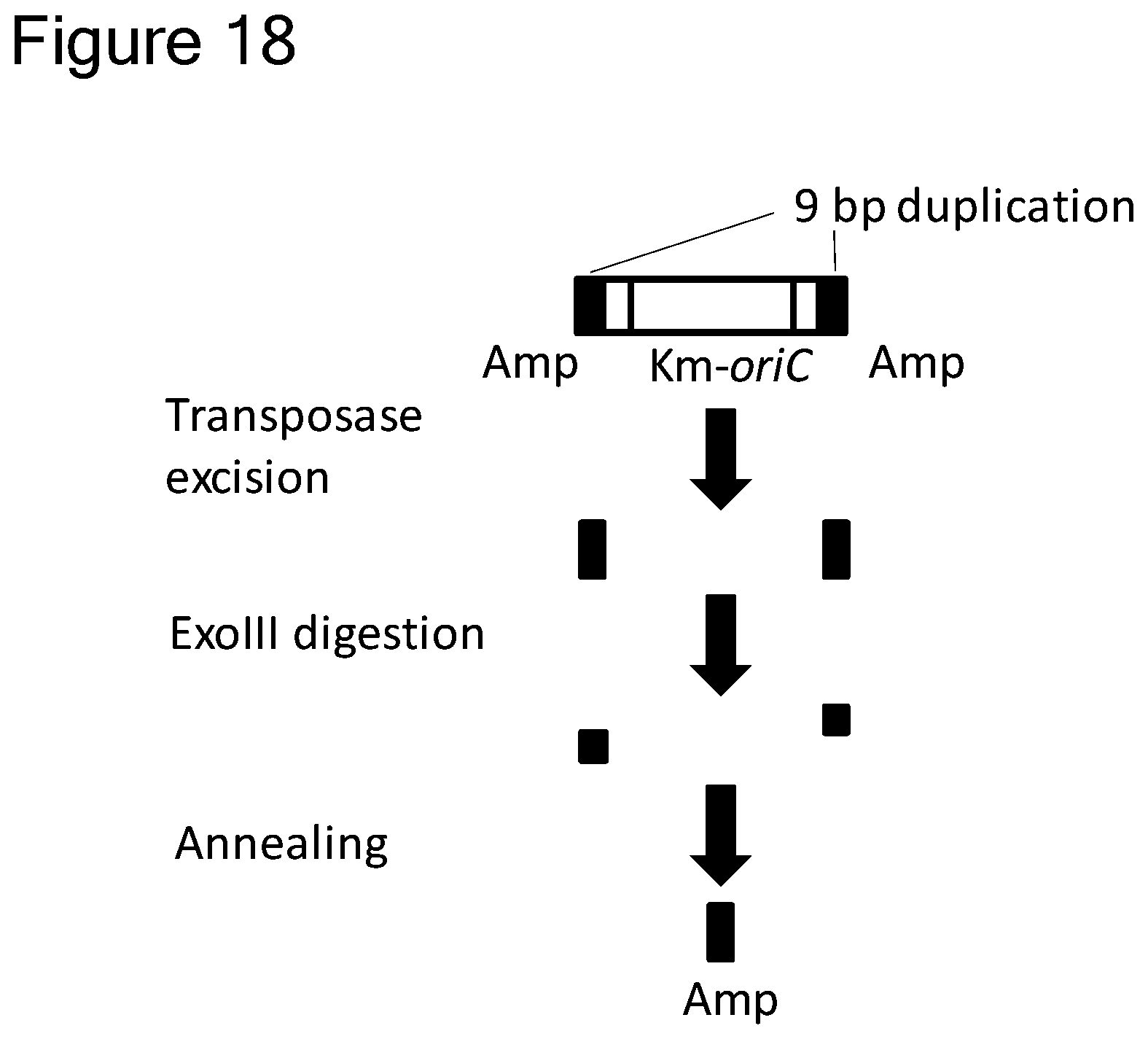 Patent US12157907 Figure 16 – Method of replicating or amplifying circular DNA