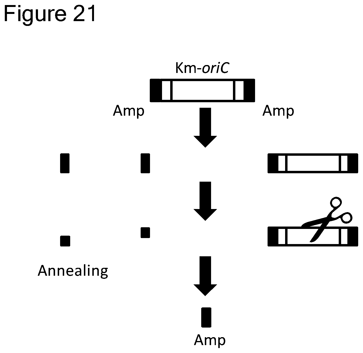 Patent US12157907 Figure 18 – Method of replicating or amplifying circular DNA