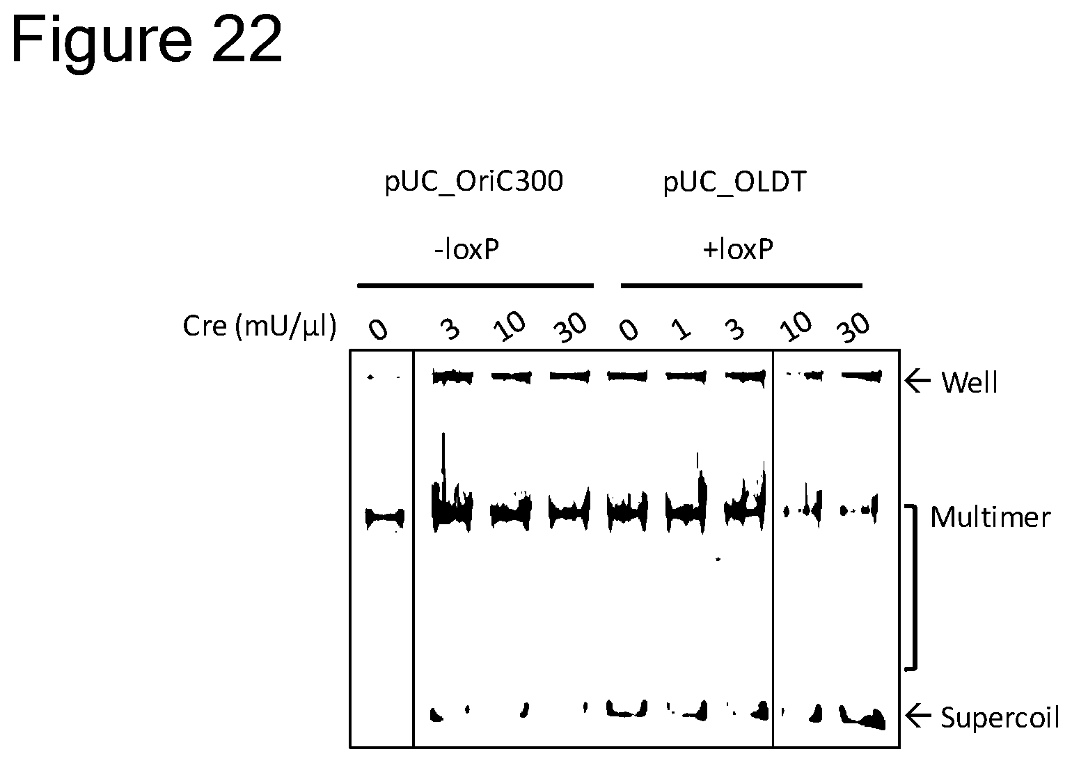 Patent US12157907 Figure 19 – Method of replicating or amplifying circular DNA