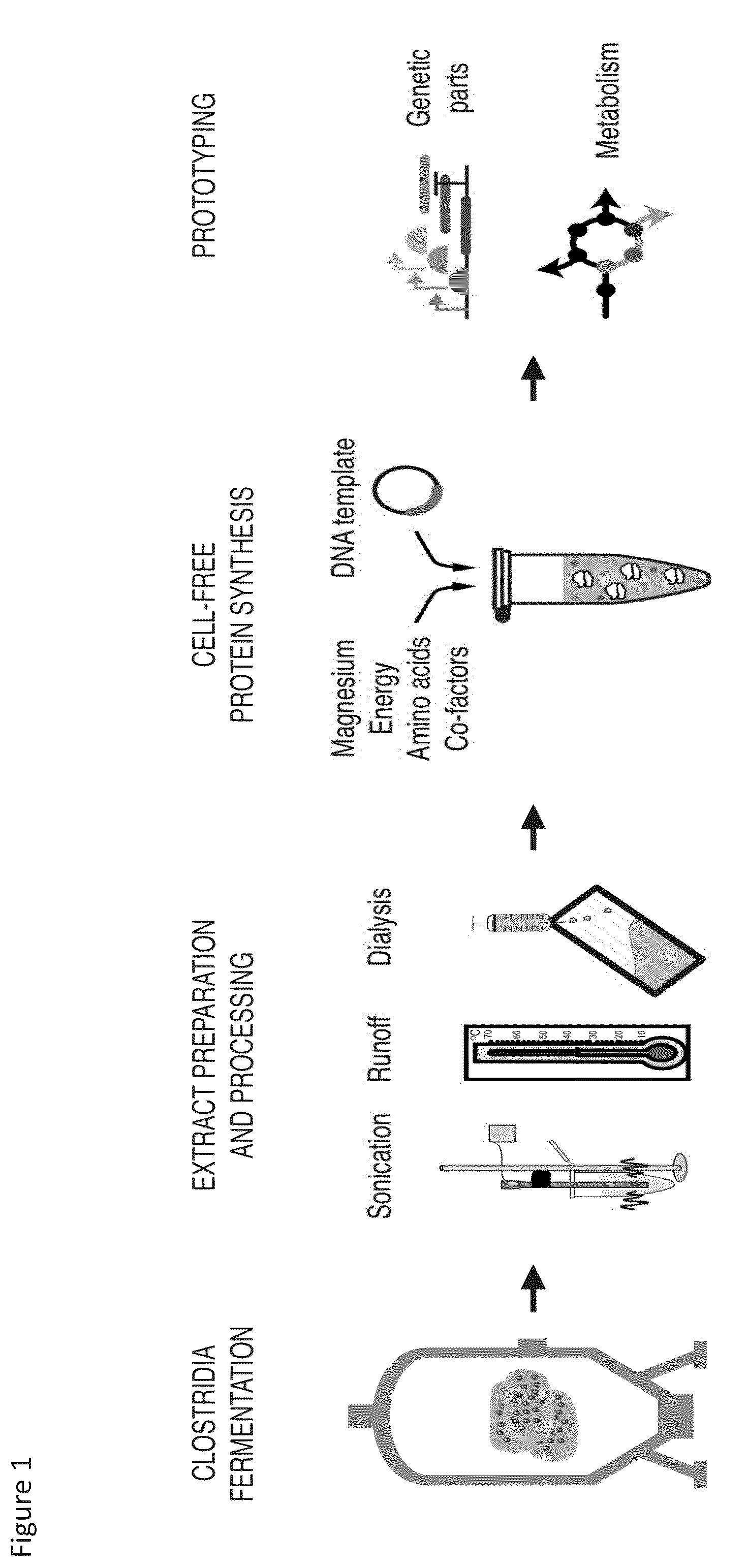 Patent US12157908 Figure 1 – Cell-free protein synthesis platforms derived from clostridia extracts
