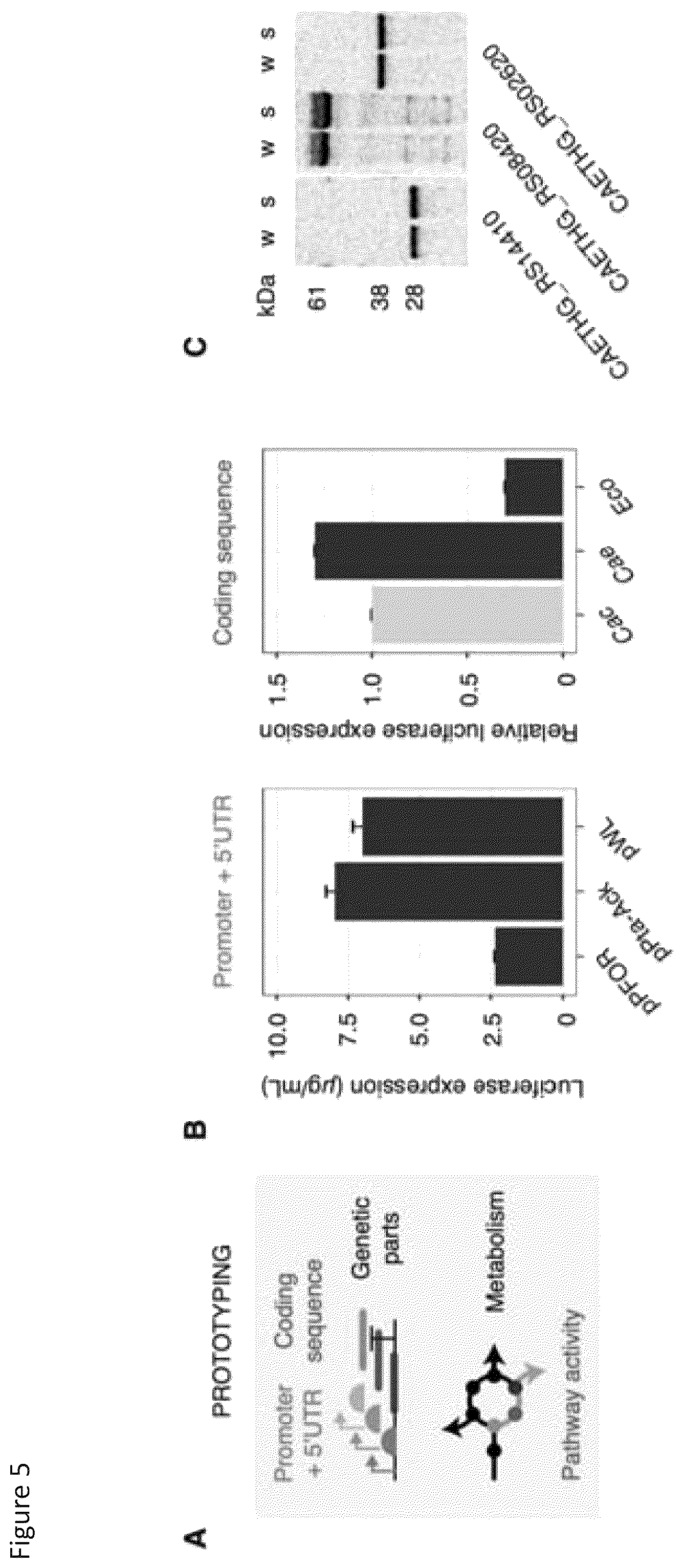 Patent US12157908 Figure 5 – Cell-free protein synthesis platforms derived from clostridia extracts