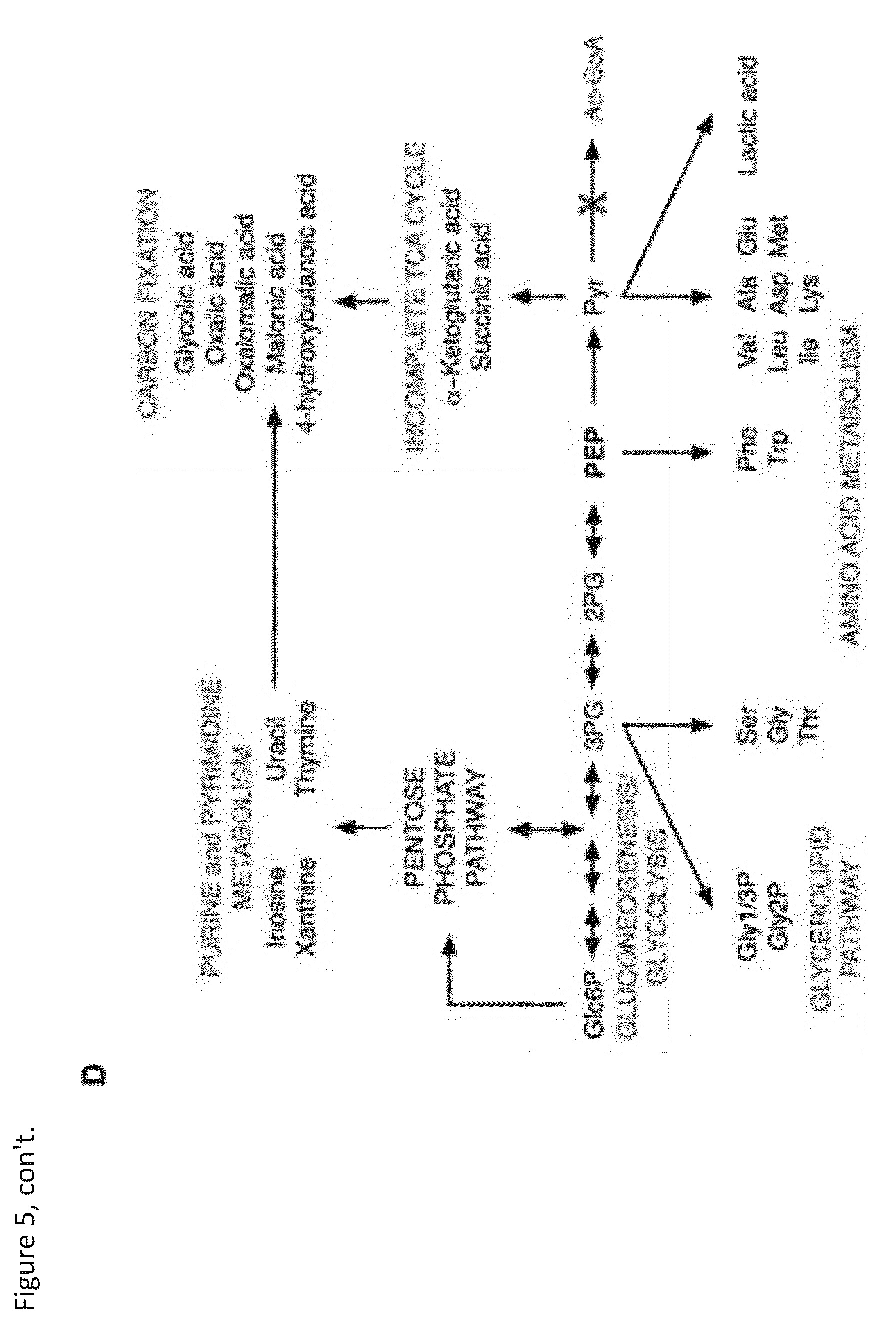 Patent US12157908 Figure 6 – Cell-free protein synthesis platforms derived from clostridia extracts