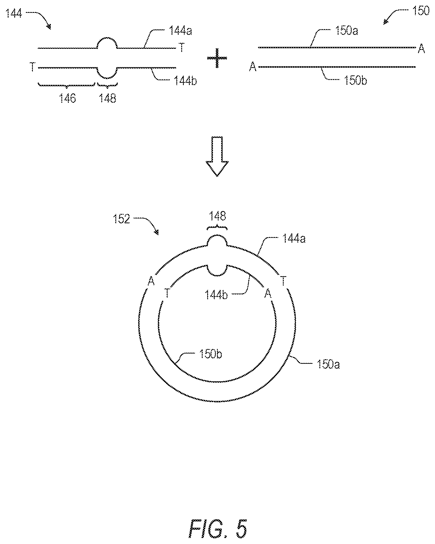 Patent US12157911 Figure 5 – Method for generating single-stranded circular DNA libraries for single molecule sequencing