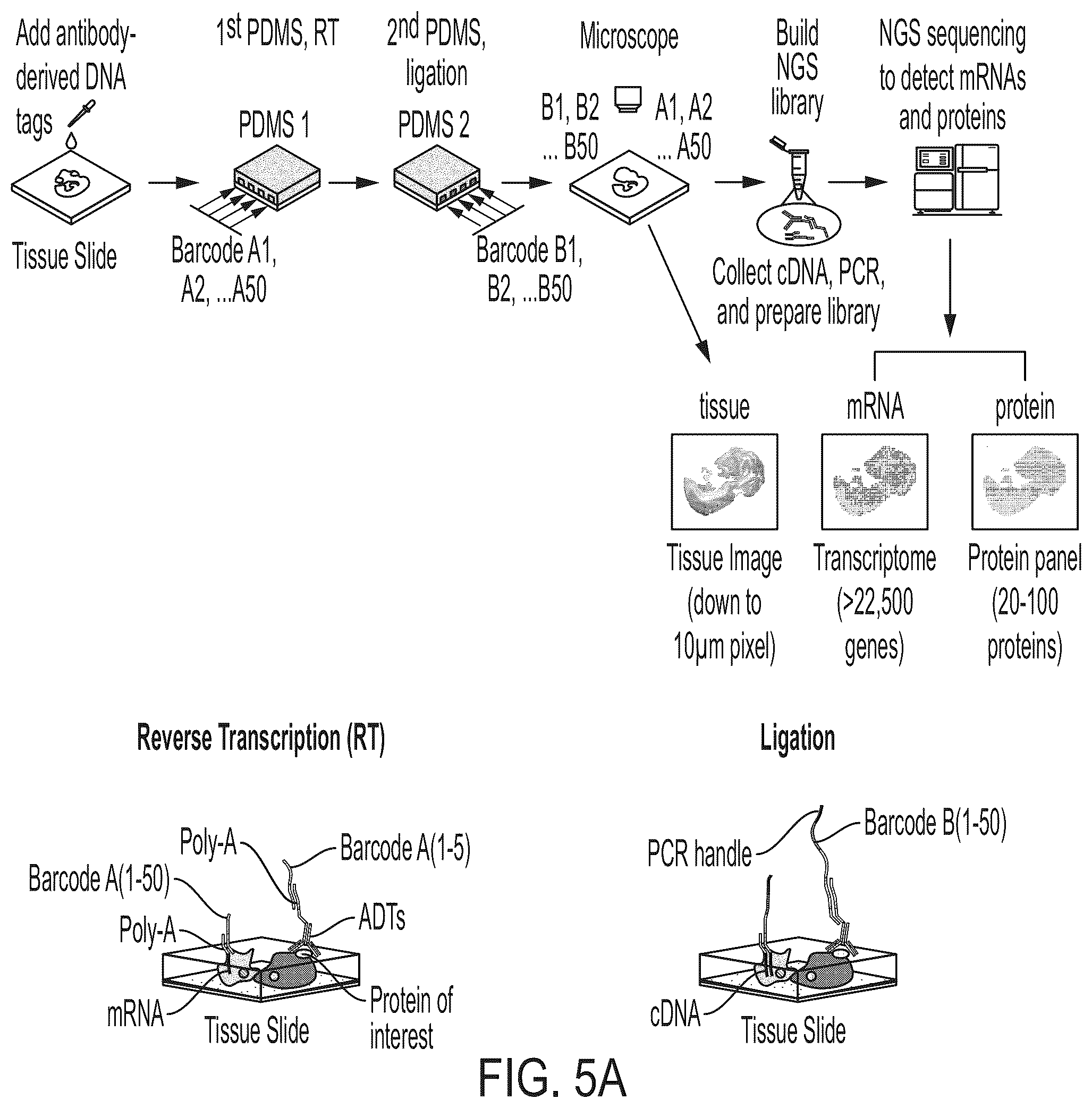 Patent US12157912 Figure 3 – Deterministic barcoding for spatial omics sequencing