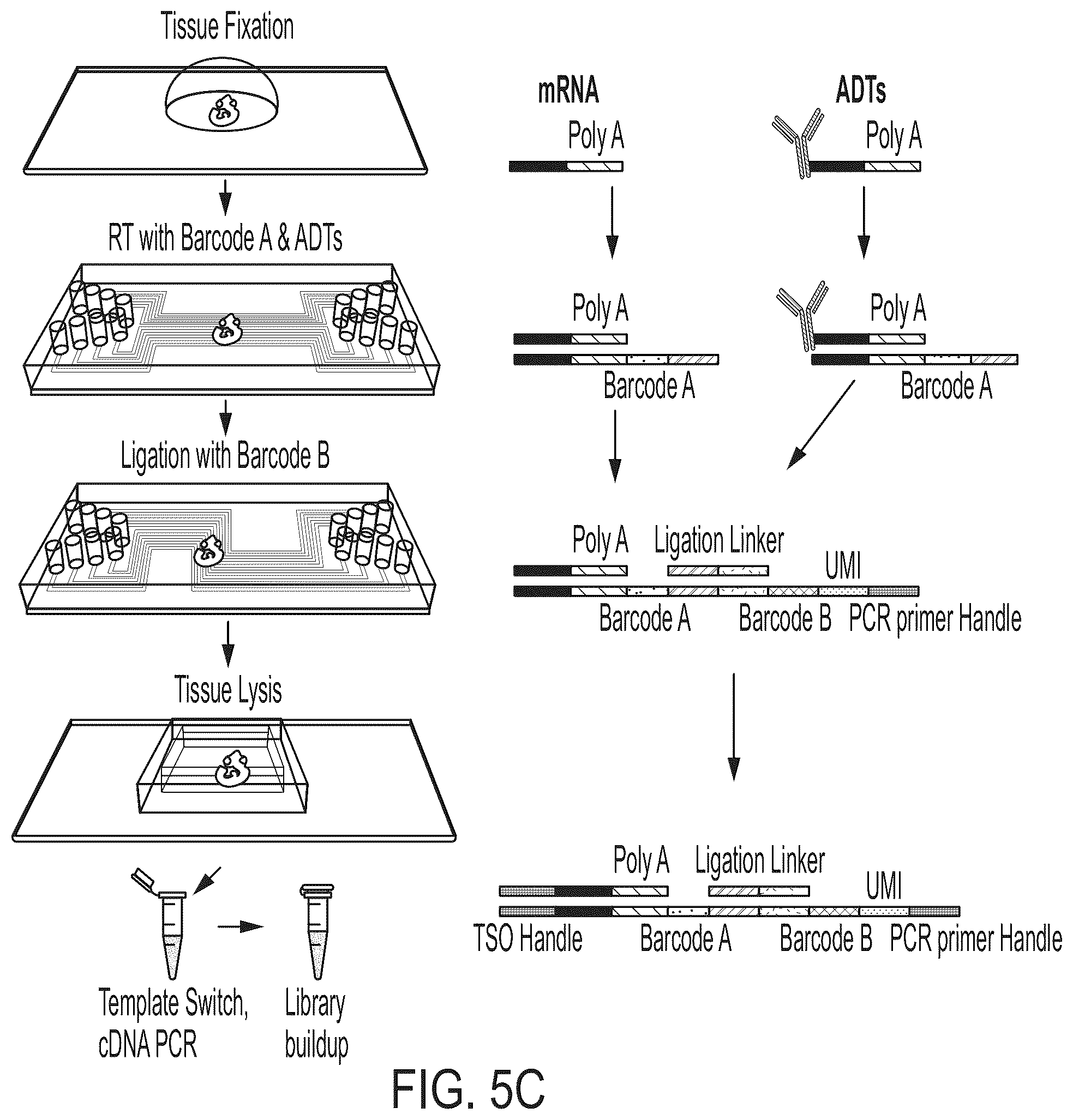 Patent US12157912 Figure 5 – Deterministic barcoding for spatial omics sequencing