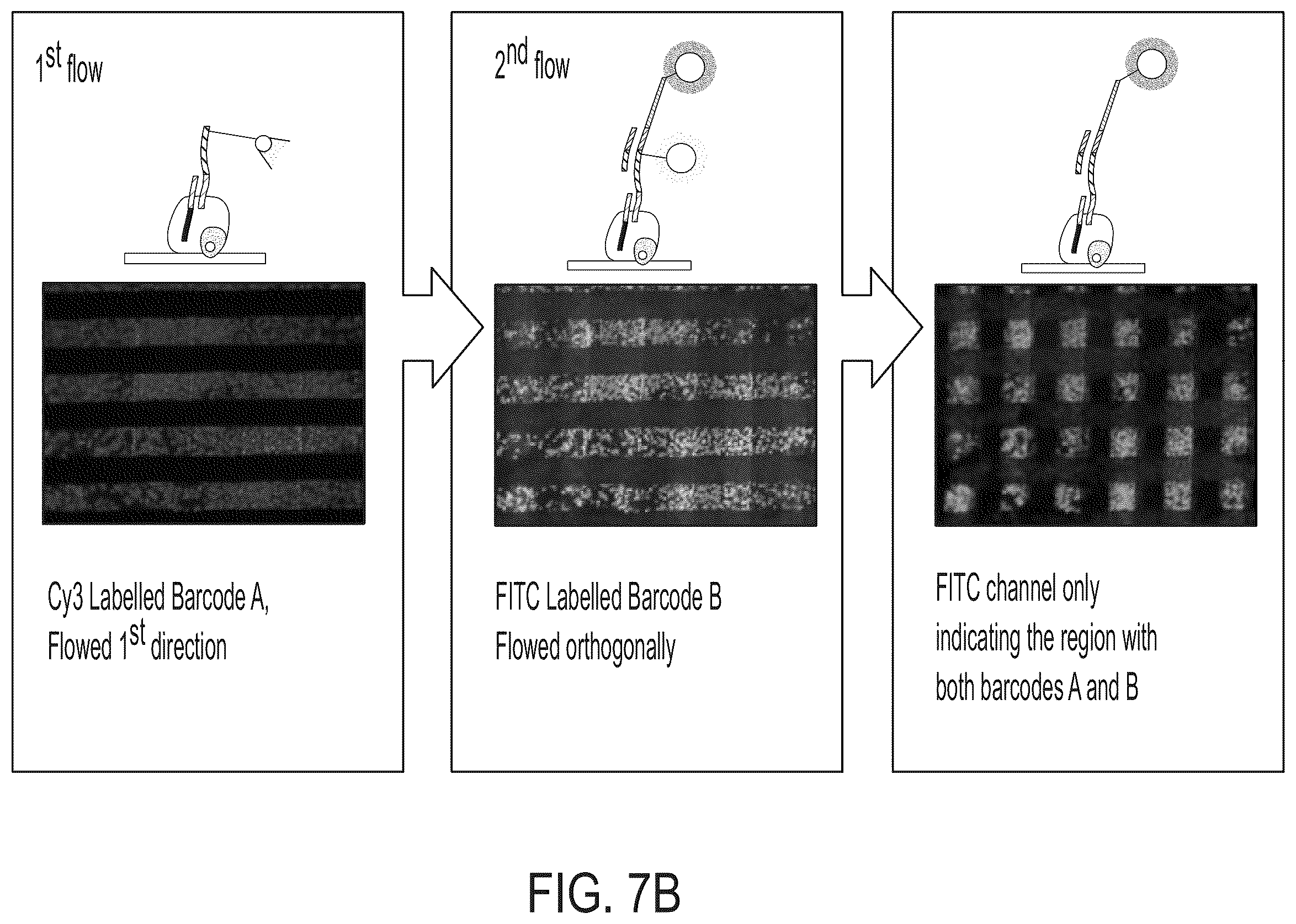 Patent US12157912 Figure 8 – Deterministic barcoding for spatial omics sequencing